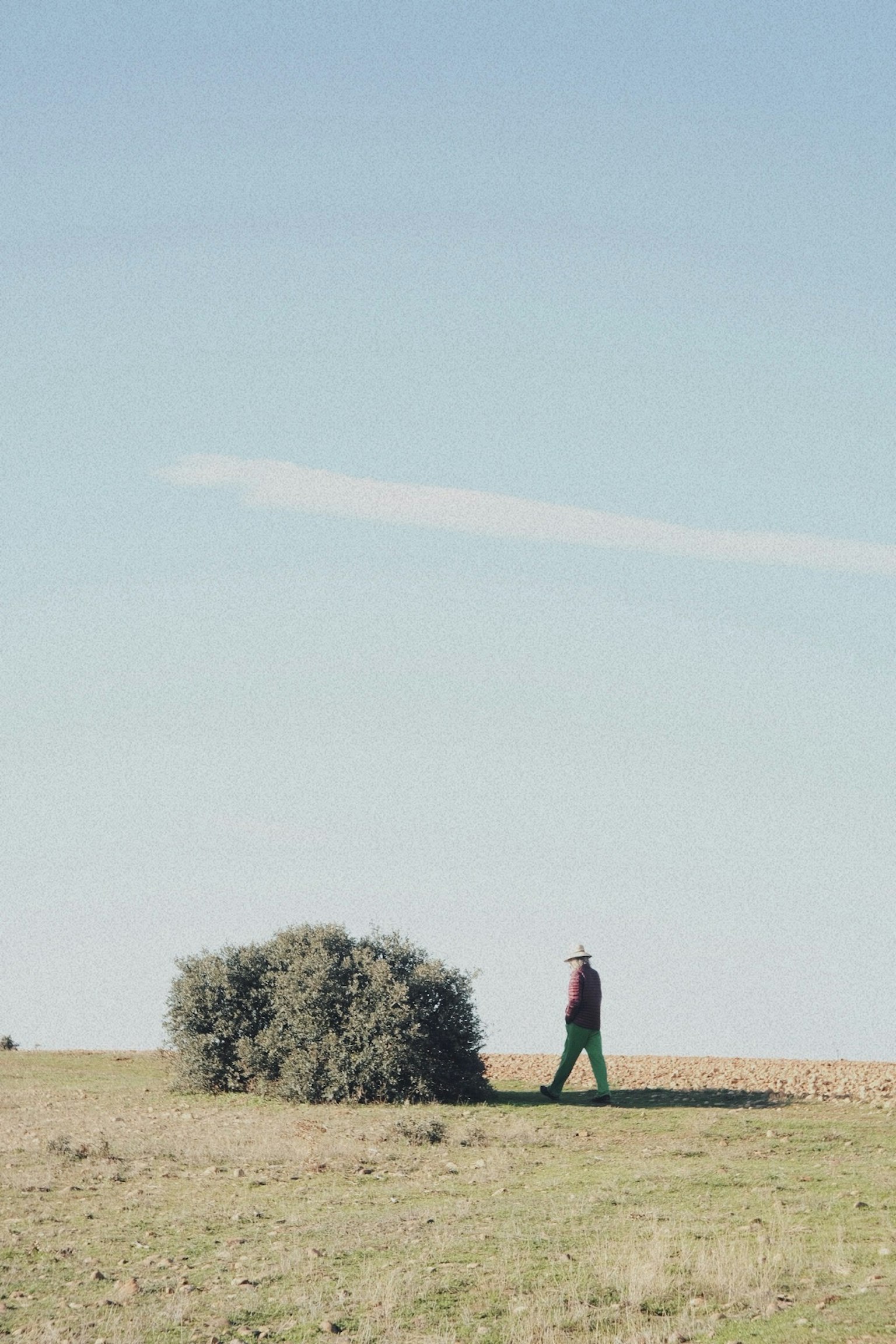 青空の下で歩く人とその近くの低木