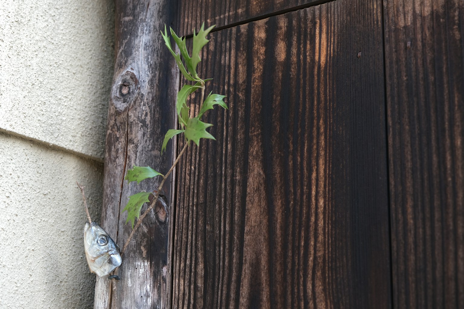 Feuilles vertes grimpant sur une ancienne porte en bois