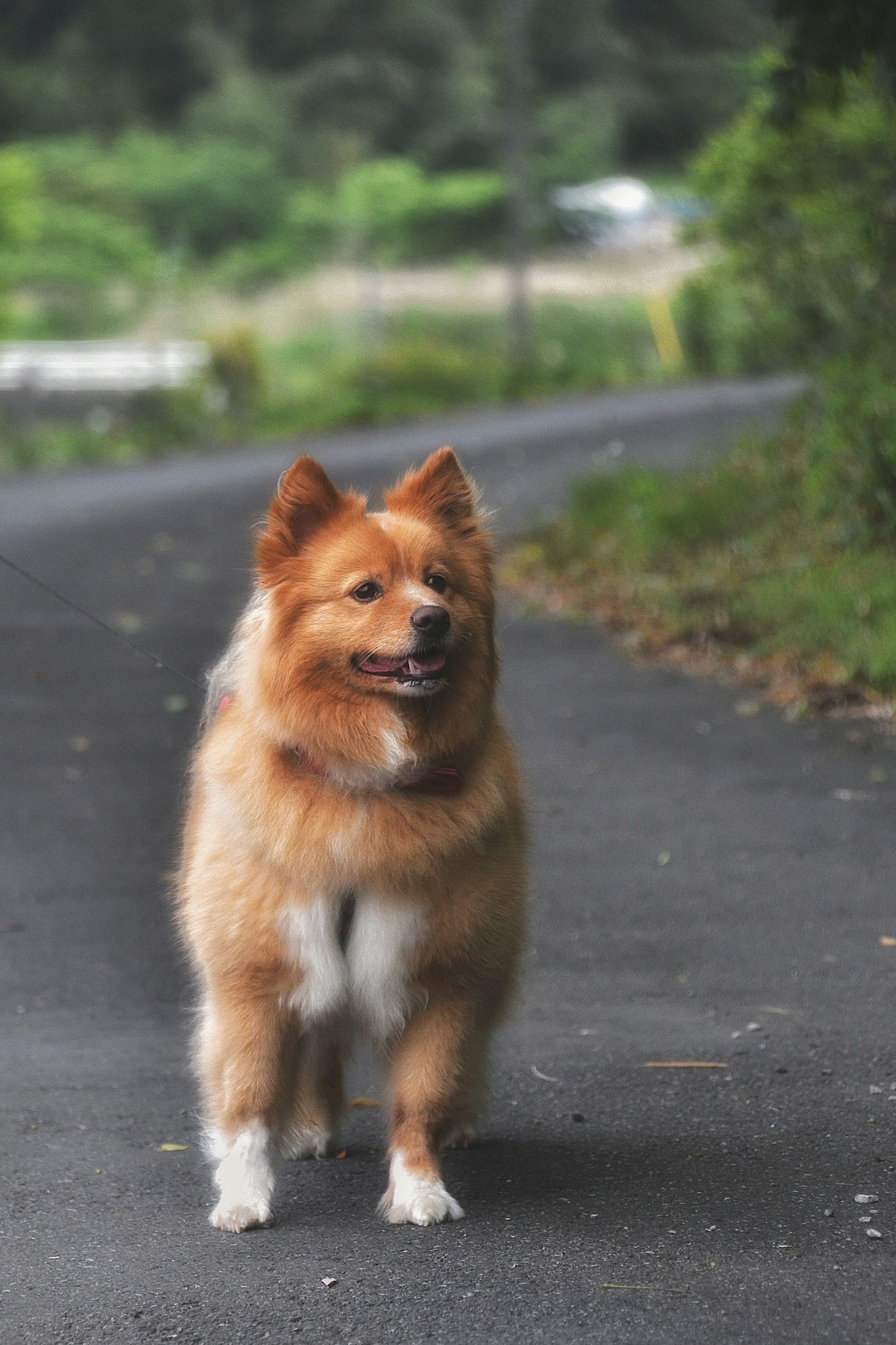 Un chien brun et duveteux marchant le long d'un chemin