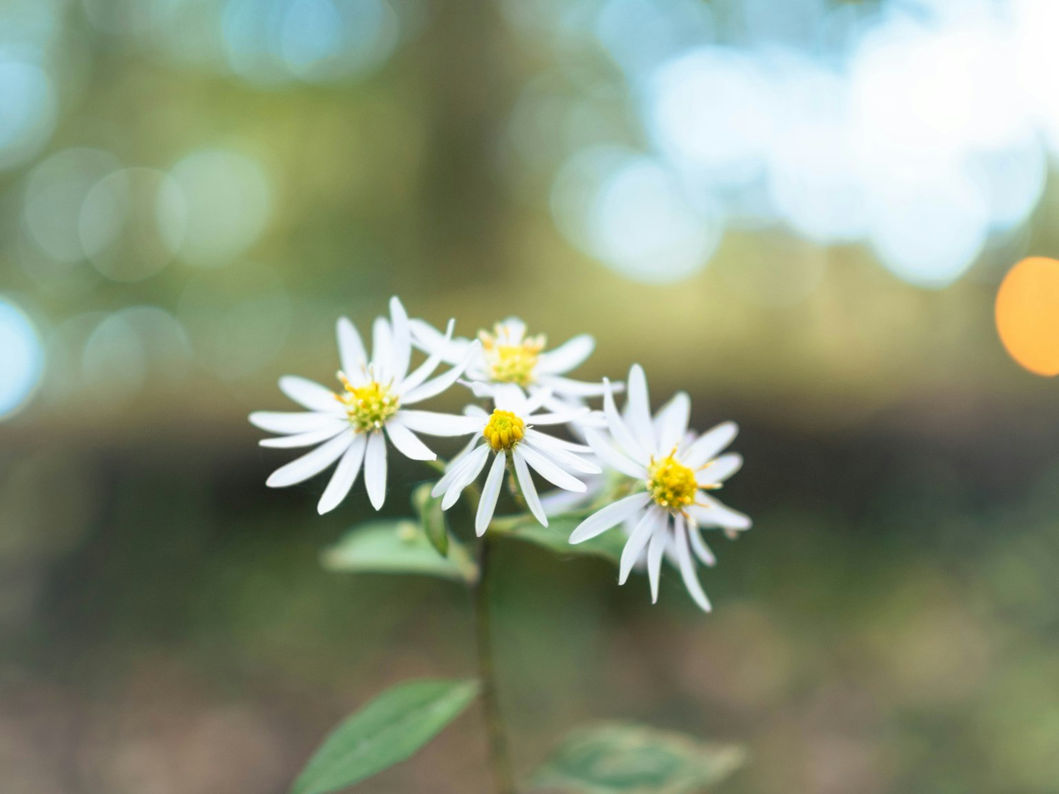 Bündel aus weißen Blumen mit gelben Zentren vor einem sanften, verschwommenen Hintergrund