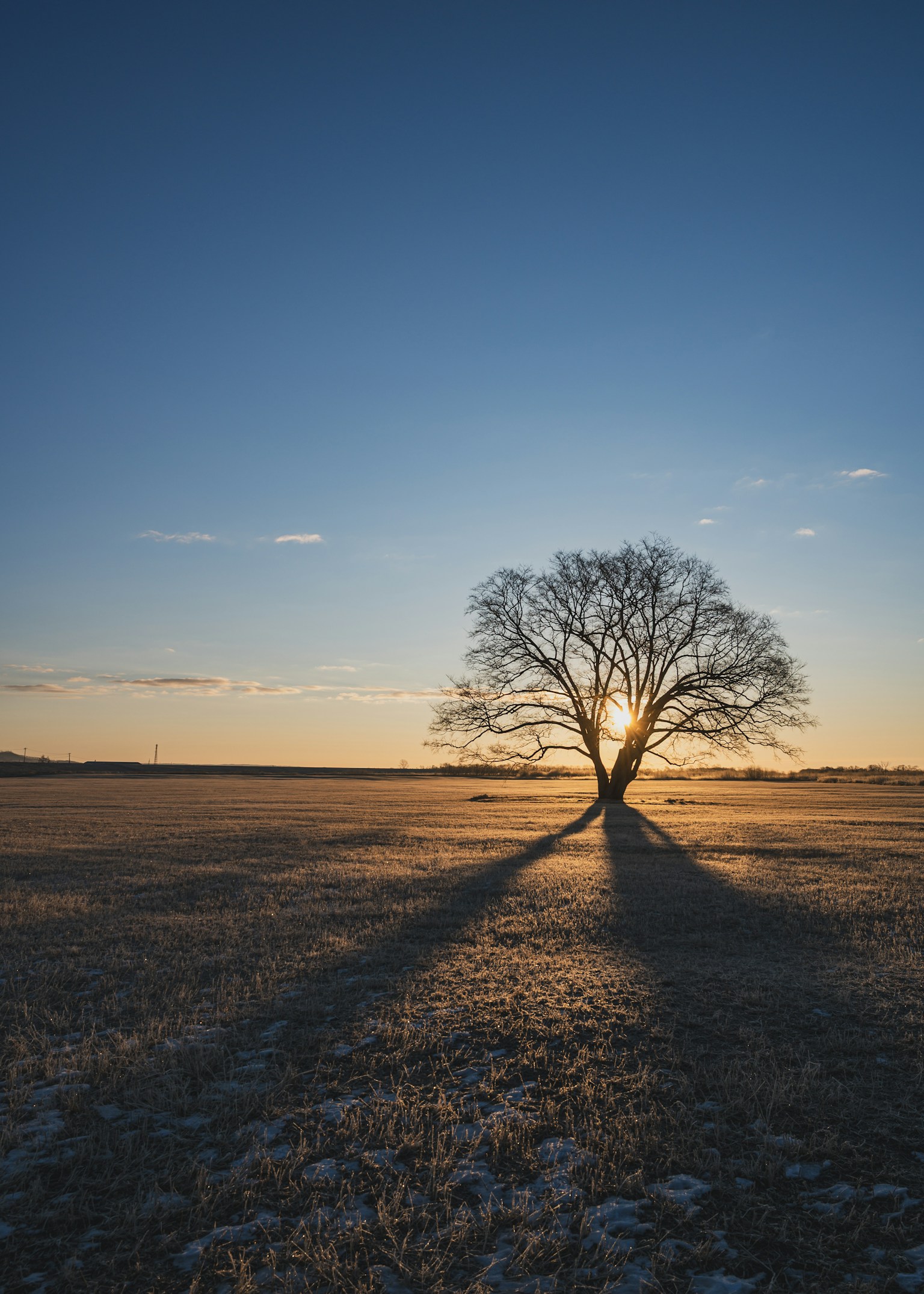 A solitary tree silhouetted against a winter sunset in an open field