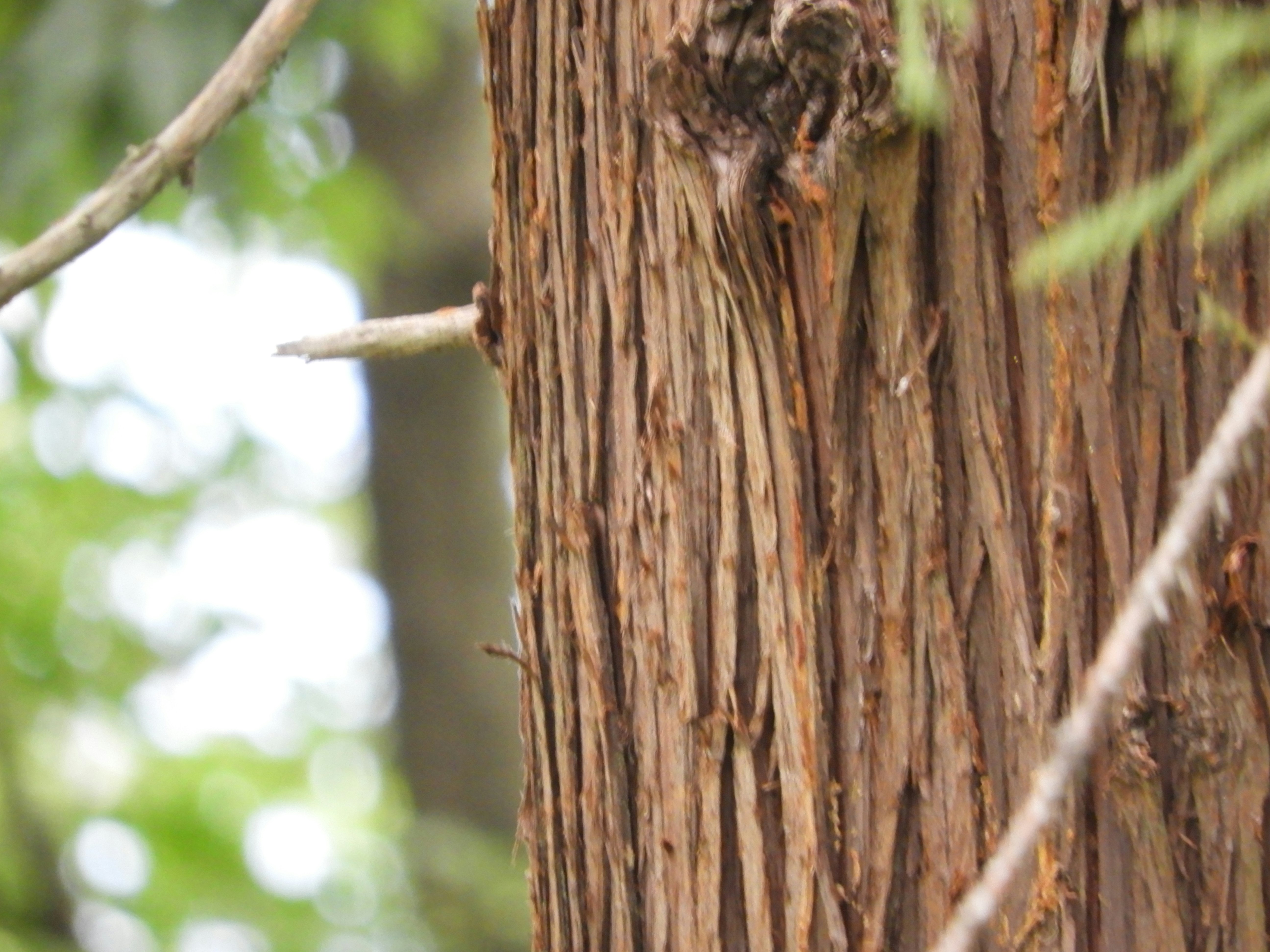 close-up of tree bark texture image