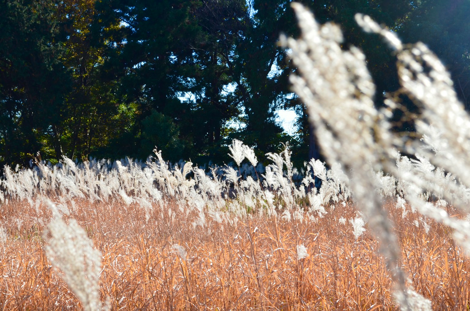 Un campo tranquilo con pasto pampas blanco que se balancea