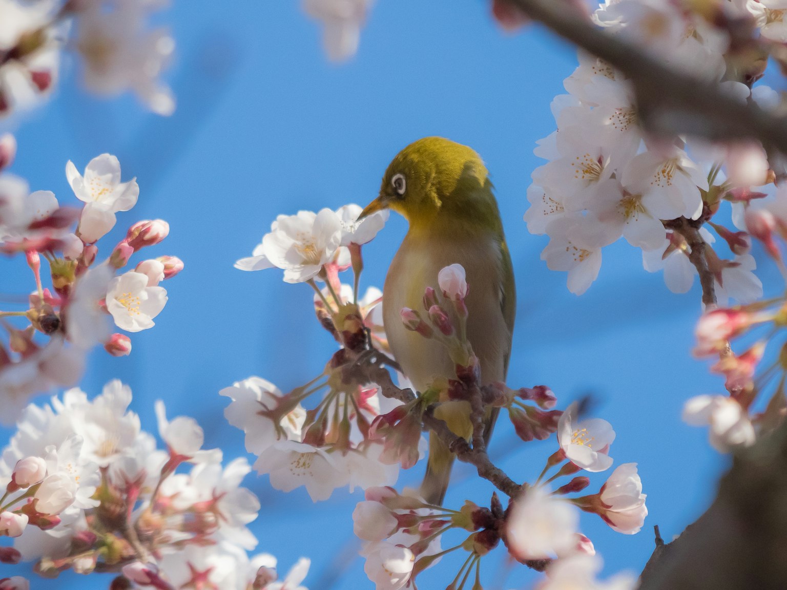 櫻花中的日本白眼鳥 背景為藍天