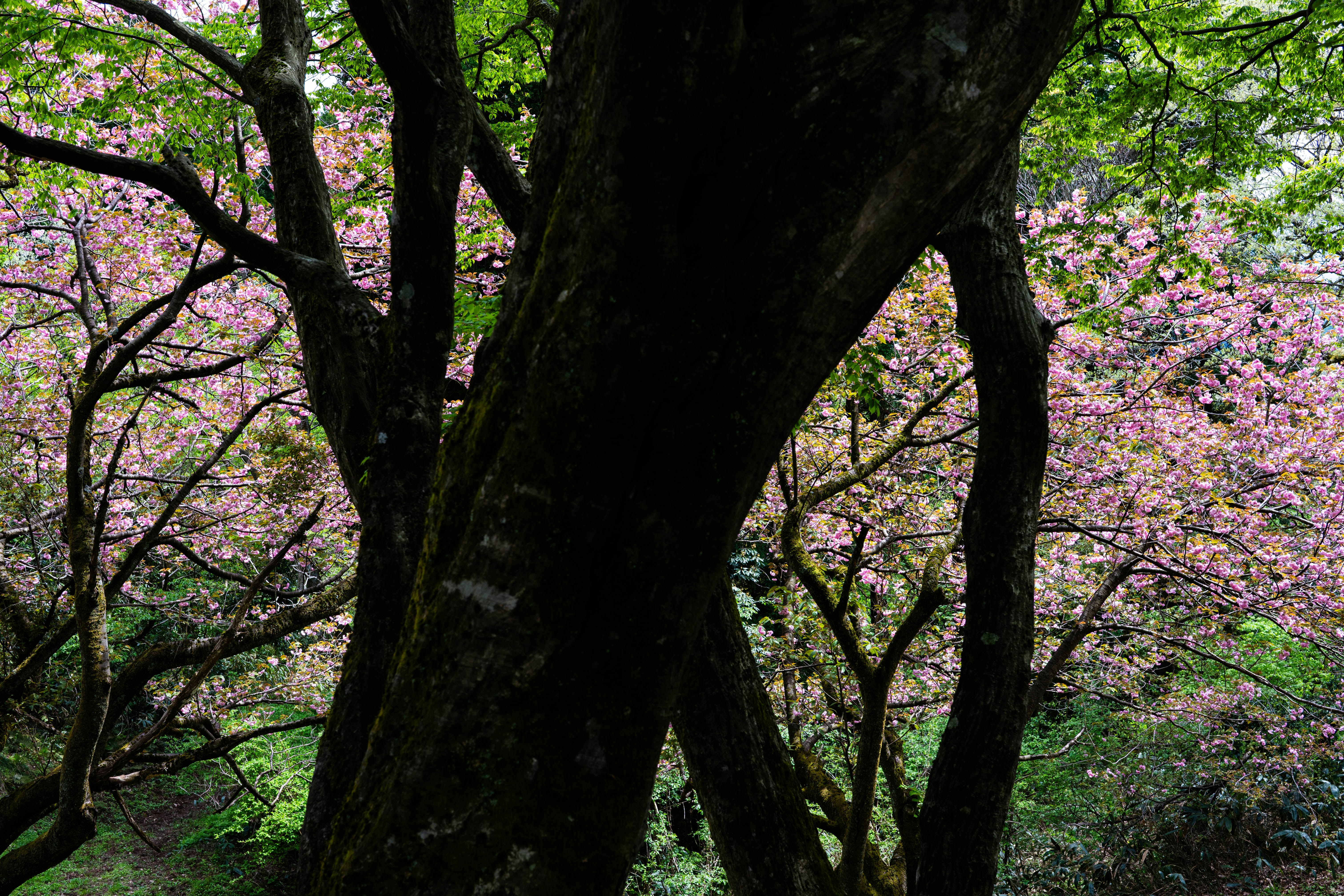 八重桜が咲く大きな桜の木の枝ぶり