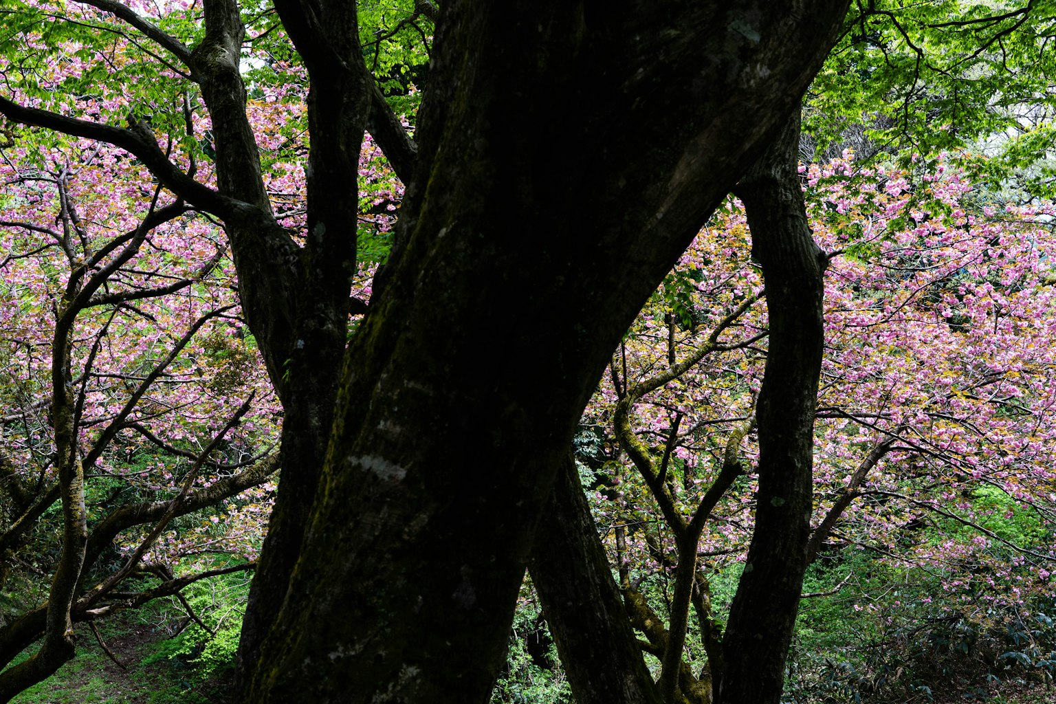 Batang pohon tebal dikelilingi daun hijau dan bunga sakura di latar belakang