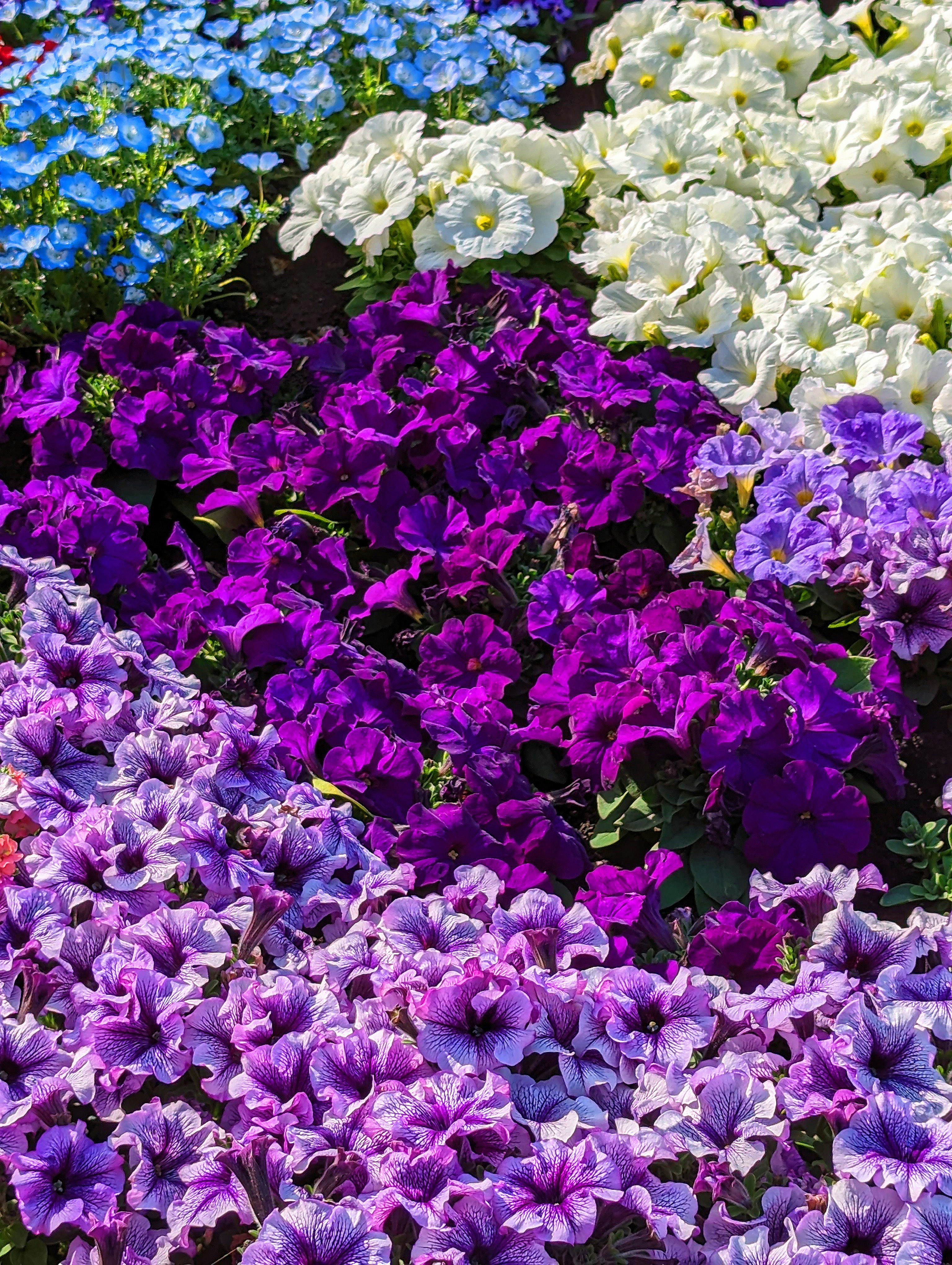 春の花畑に咲く紫・白・青の花