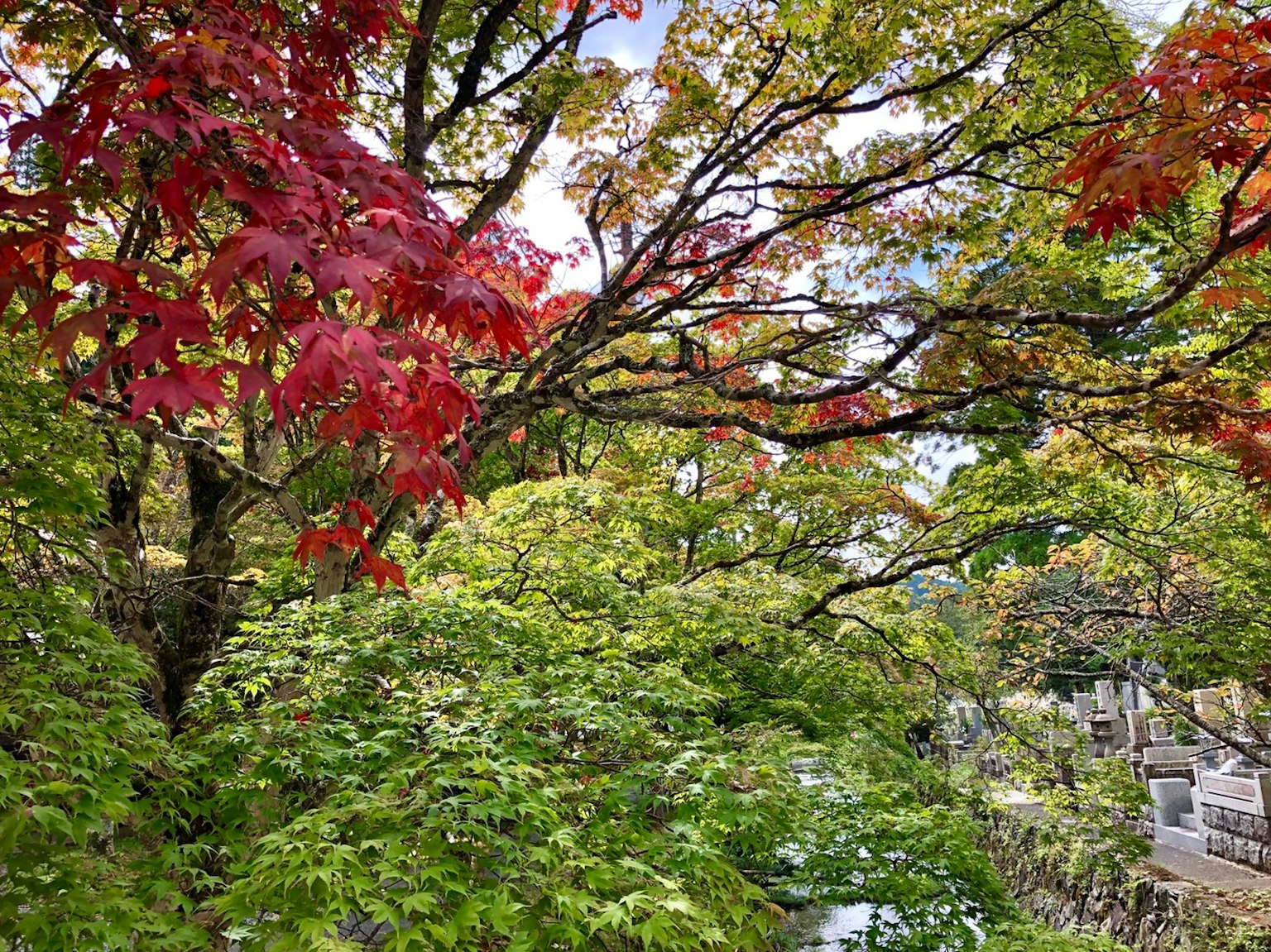 Lebendige Herbstszene mit roten und grünen Blättern