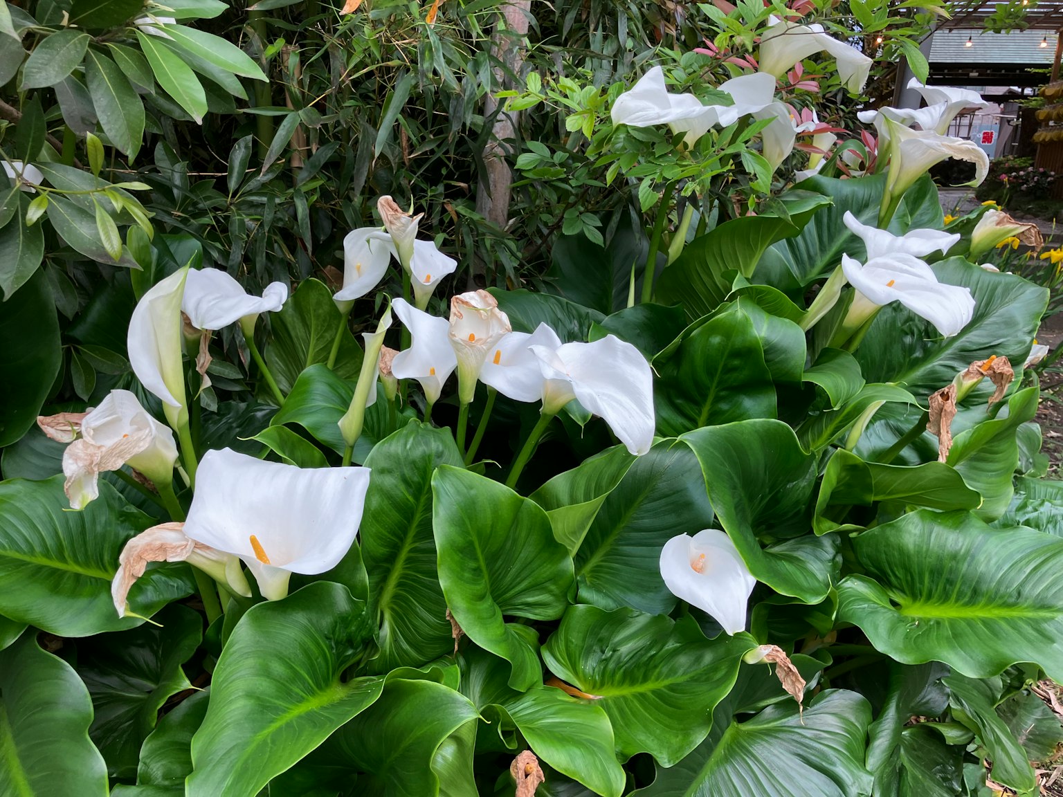 Sekelompok bunga calla putih mekar di antara daun hijau subur