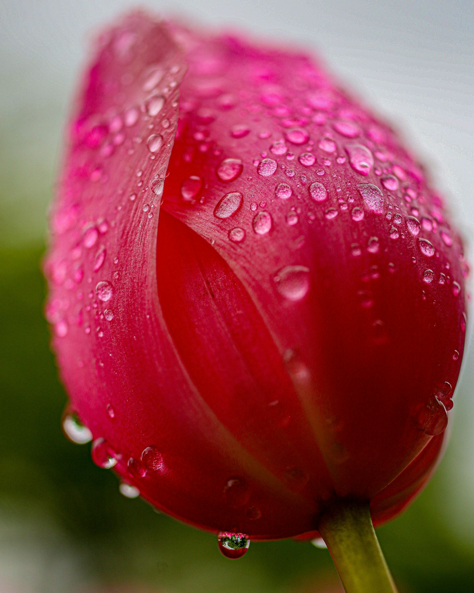 Acercamiento de una flor de tulipán rosa con gotas de agua