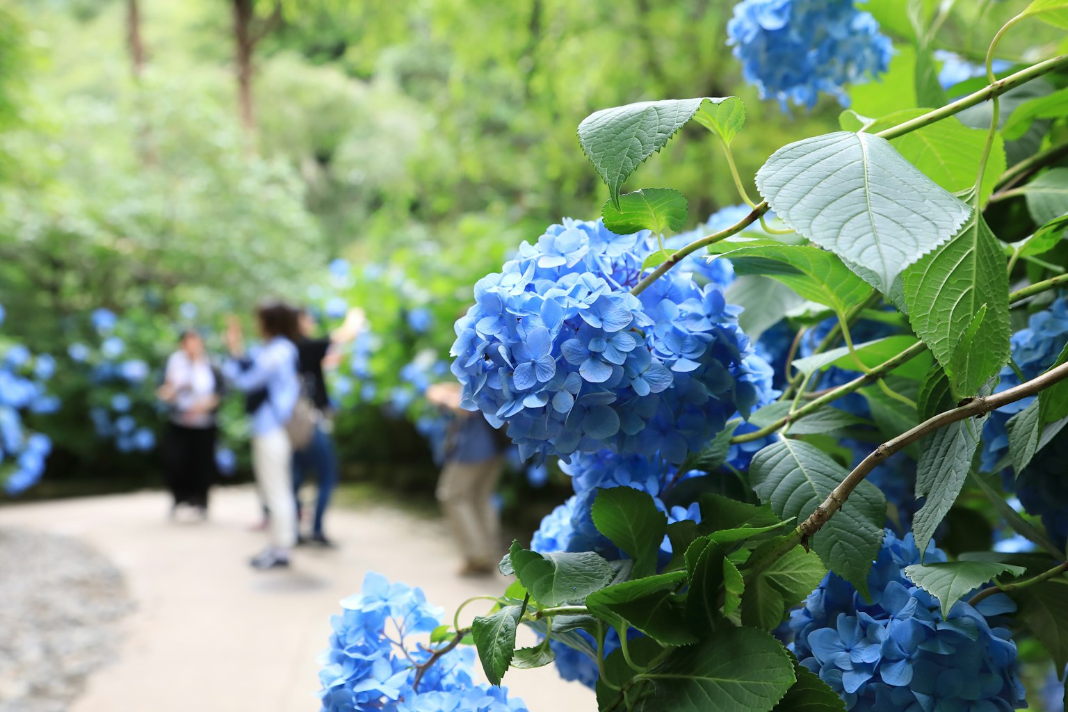 Sebuah pemandangan orang-orang yang mengambil foto di taman penuh bunga hydrangea biru
