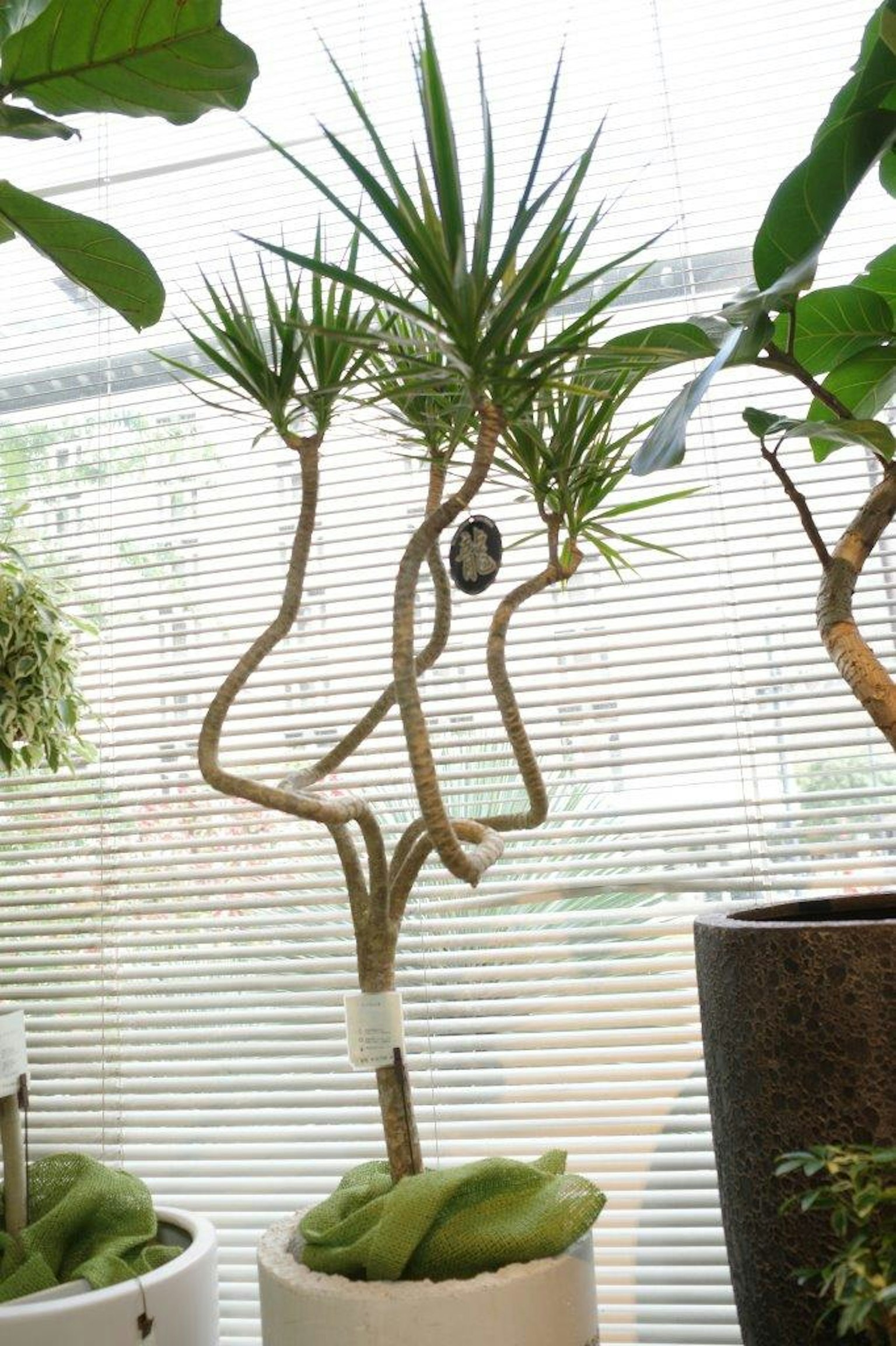 Indoor-Yucca-Pflanze mit einzigartiger verdrehter Form und grünen Blättern