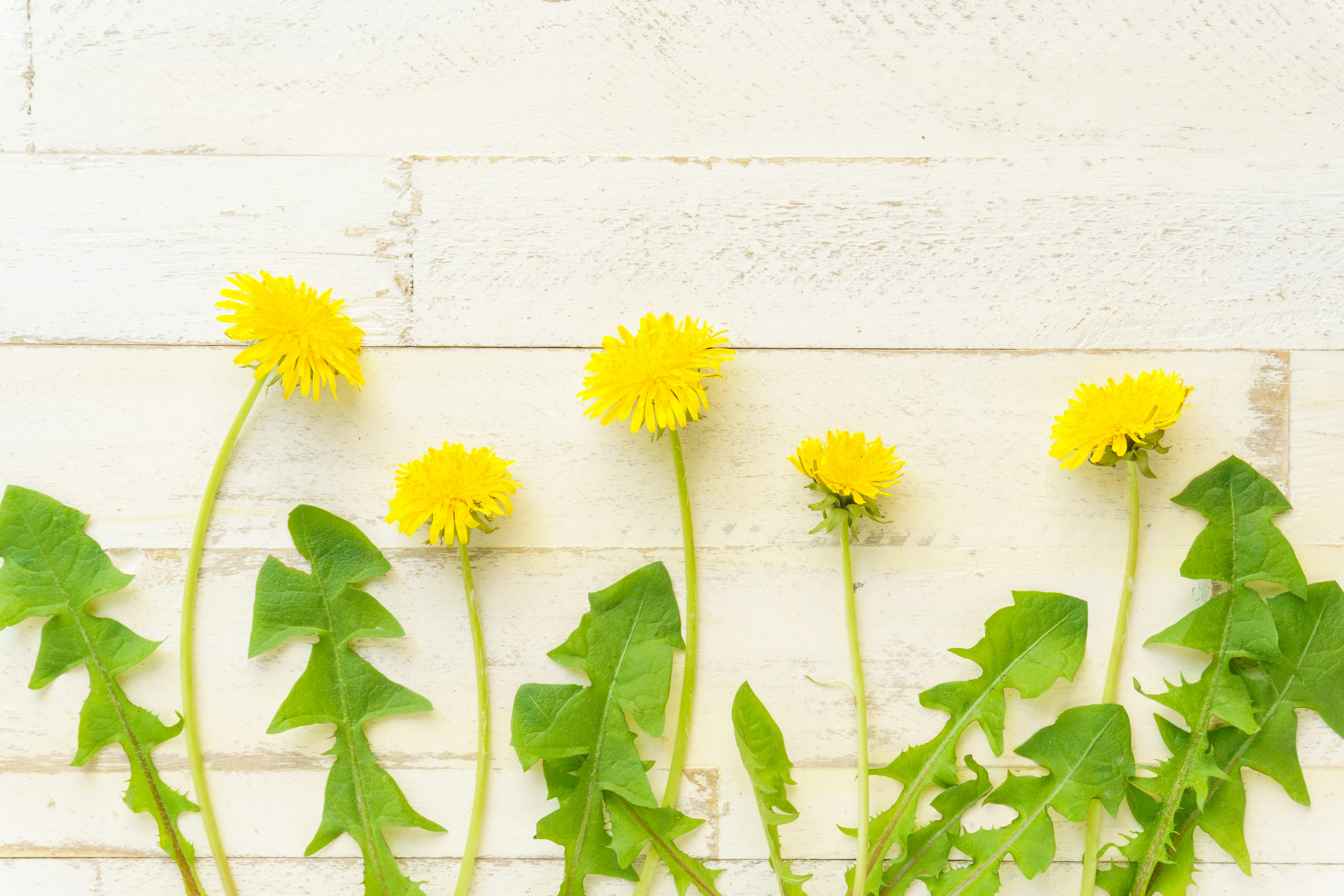 yellow dandelions with green leaves along a white wall