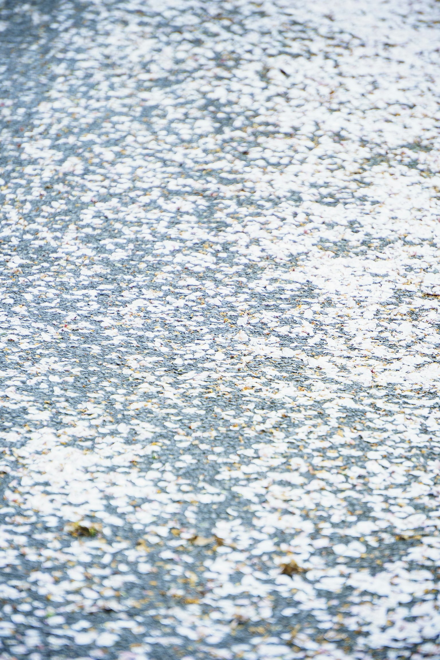 Un fond bleu avec des pétales blancs éparpillés