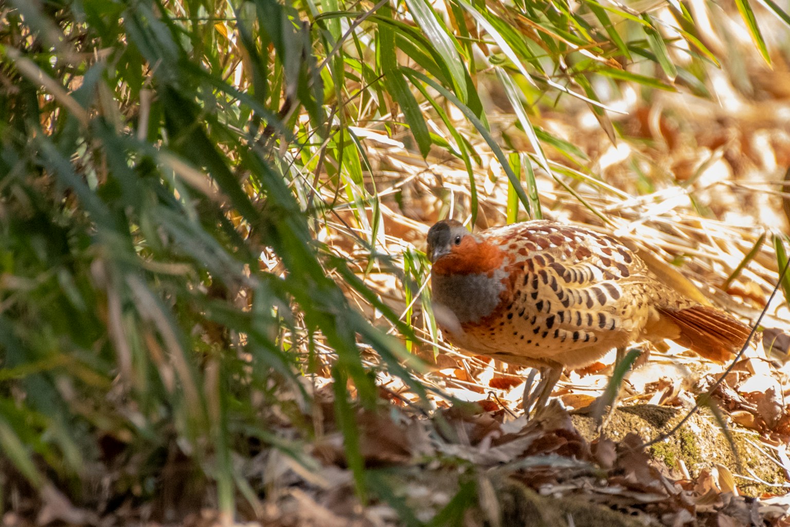Un uccello che si muove tra l'erba e il fogliame