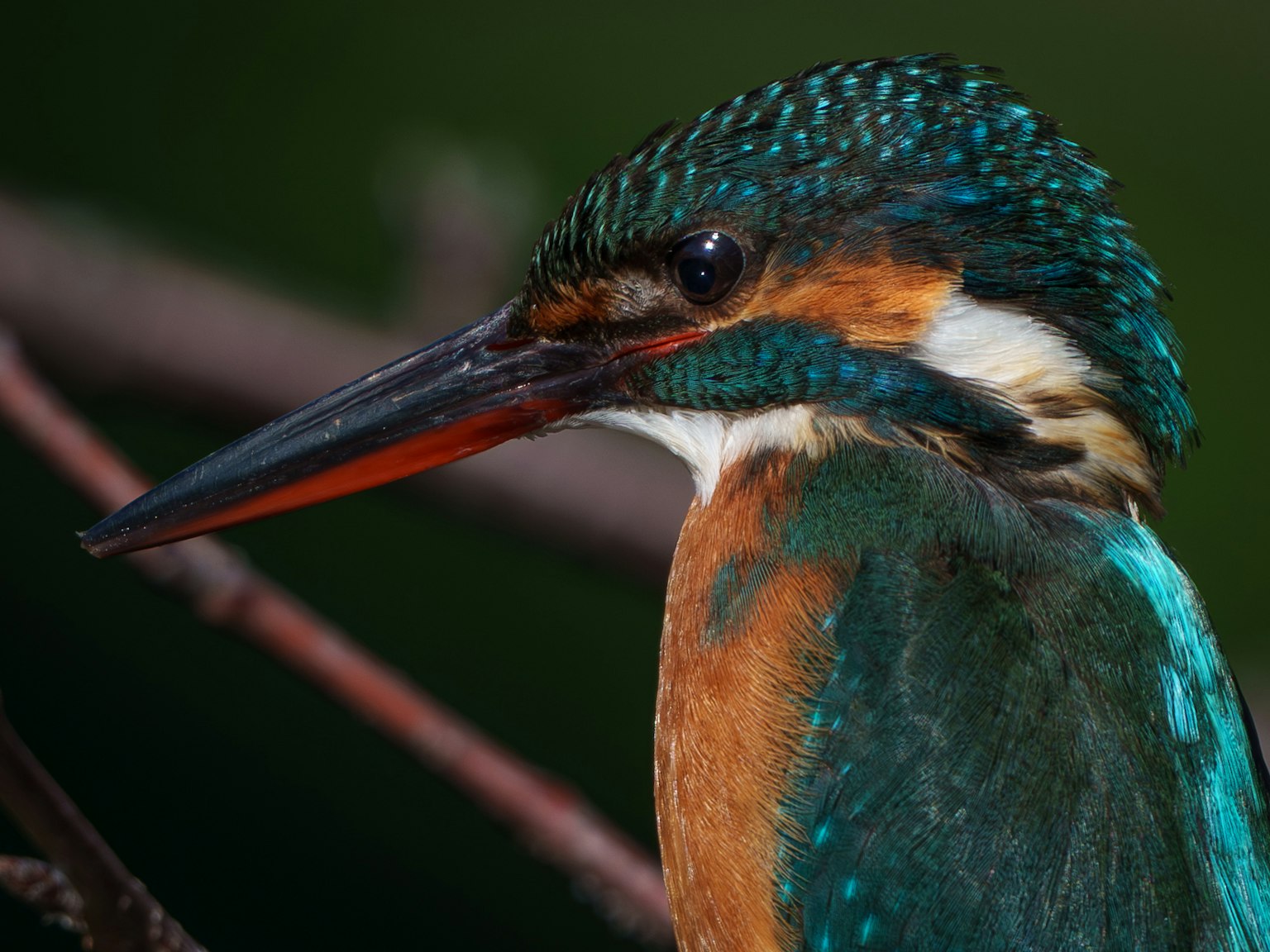 Nahaufnahme eines Eisvogels mit lebhaftem Gefieder
