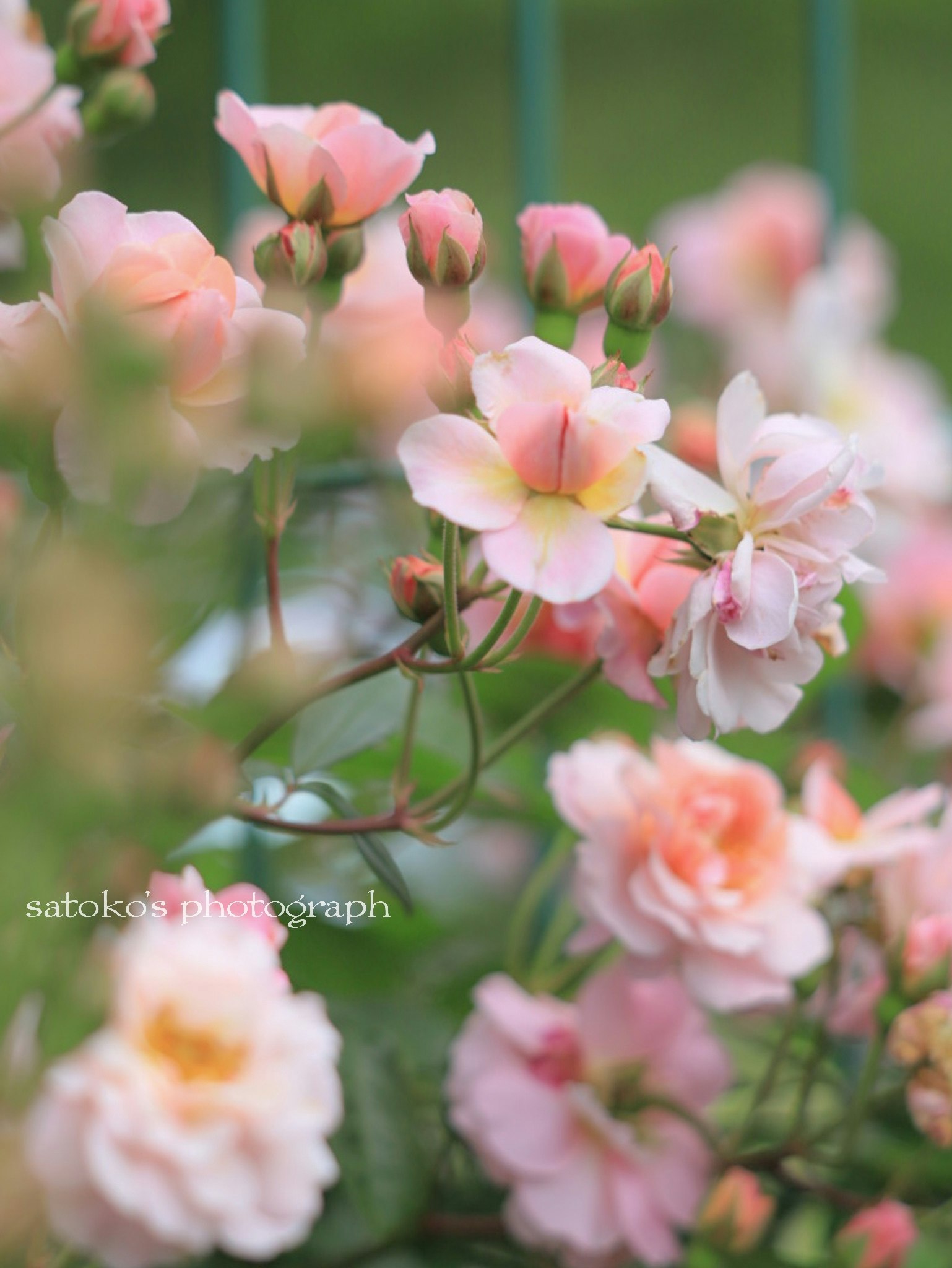 淡いピンクのバラの花が咲く庭のボケ背景
