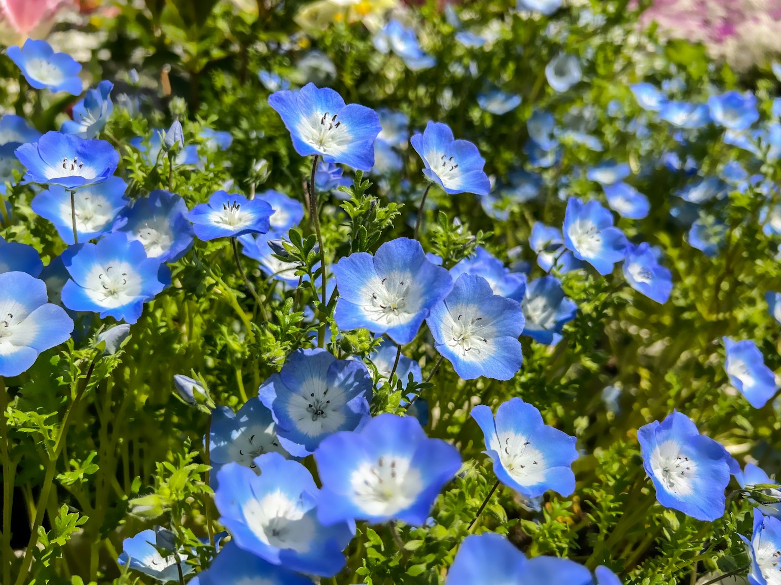 Close-up of blue flowers blooming in green foliage
