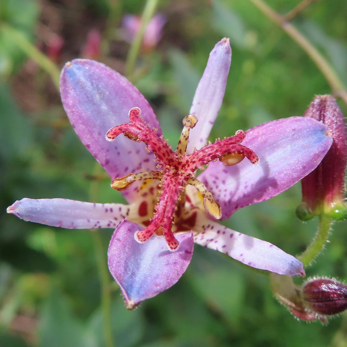 紫の花びらの星形の花