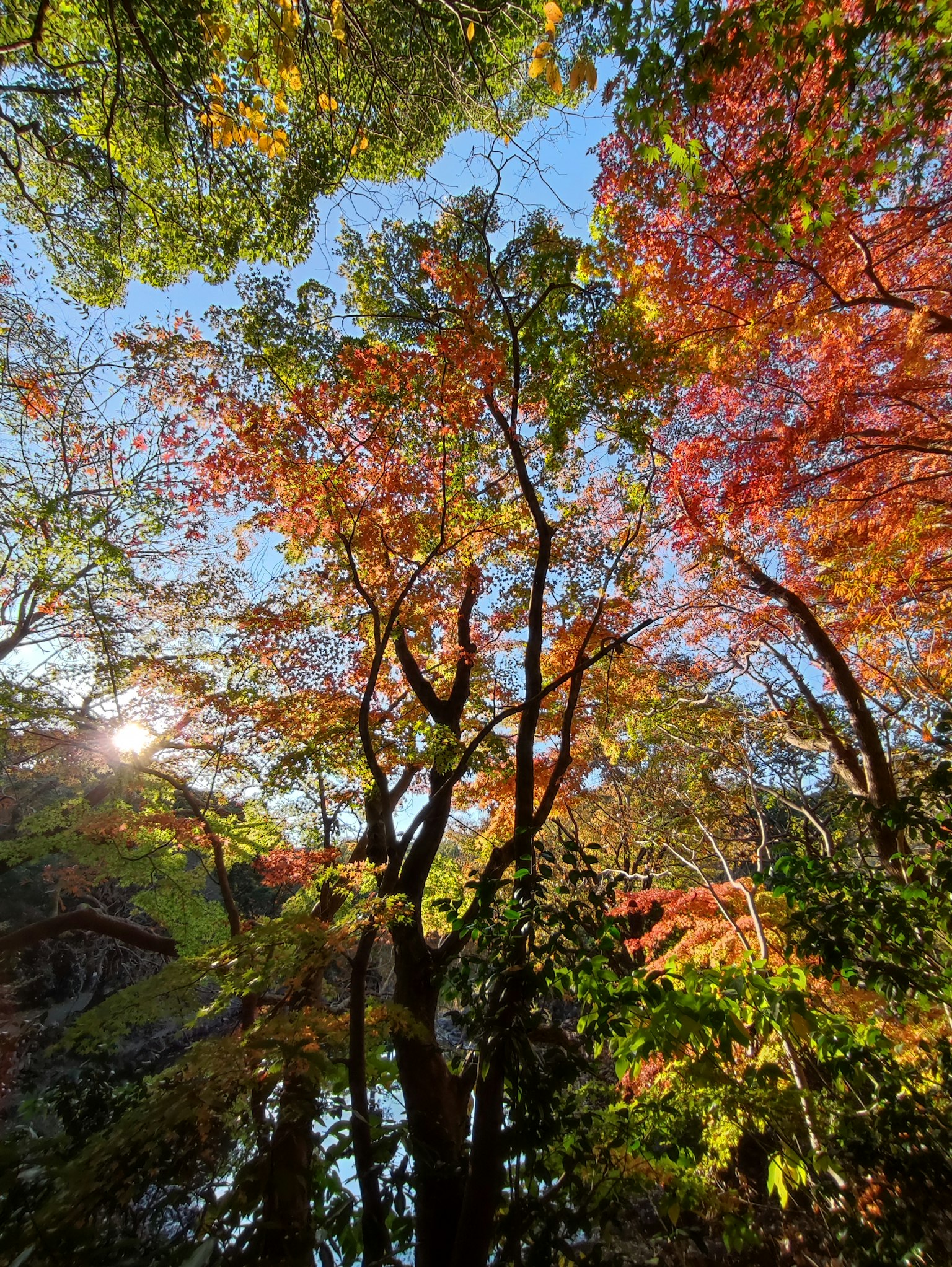 Paesaggio con alberi autunnali colorati sotto un cielo blu