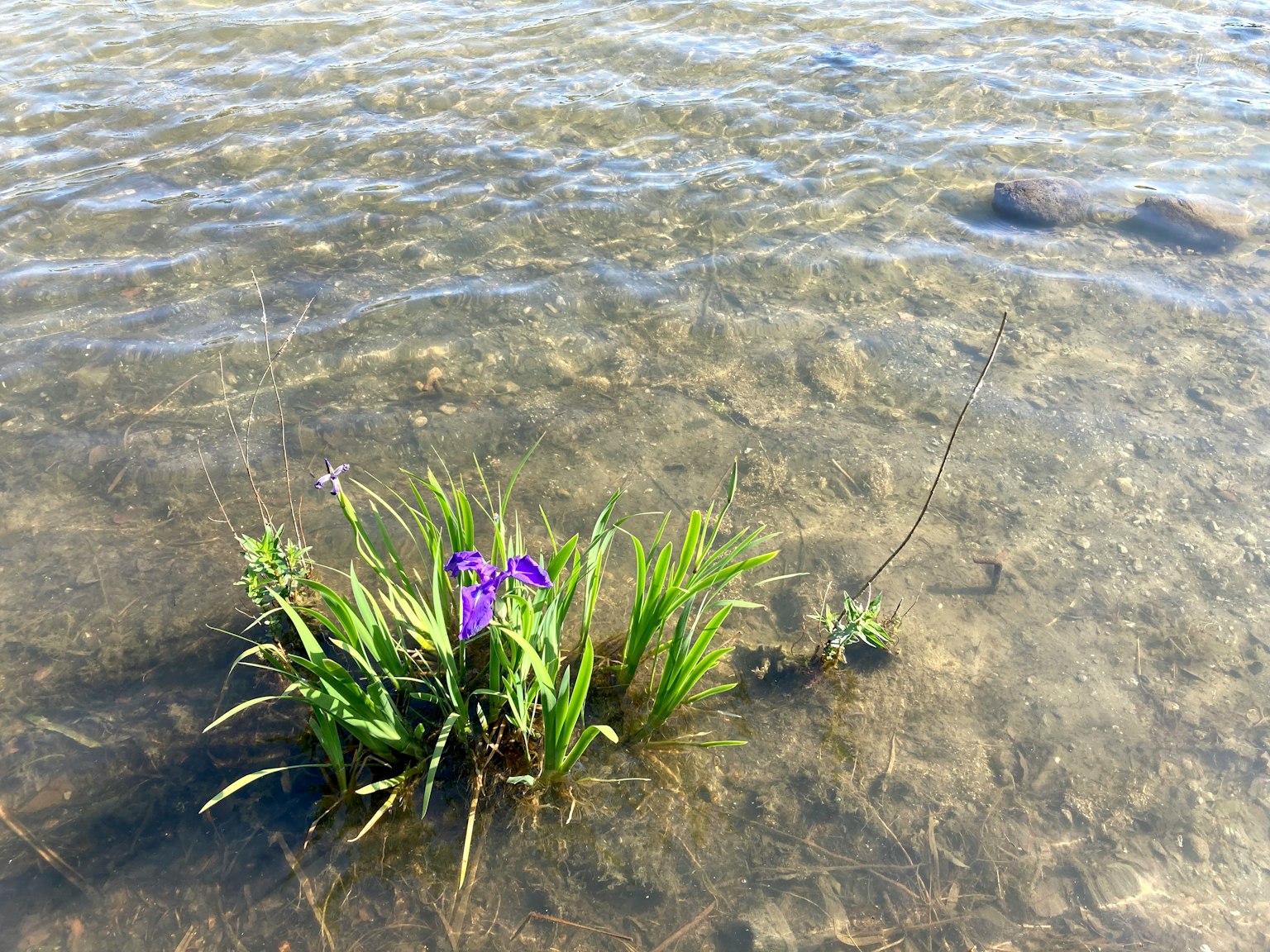 Flor morada y hierba verde creciendo en agua poco profunda