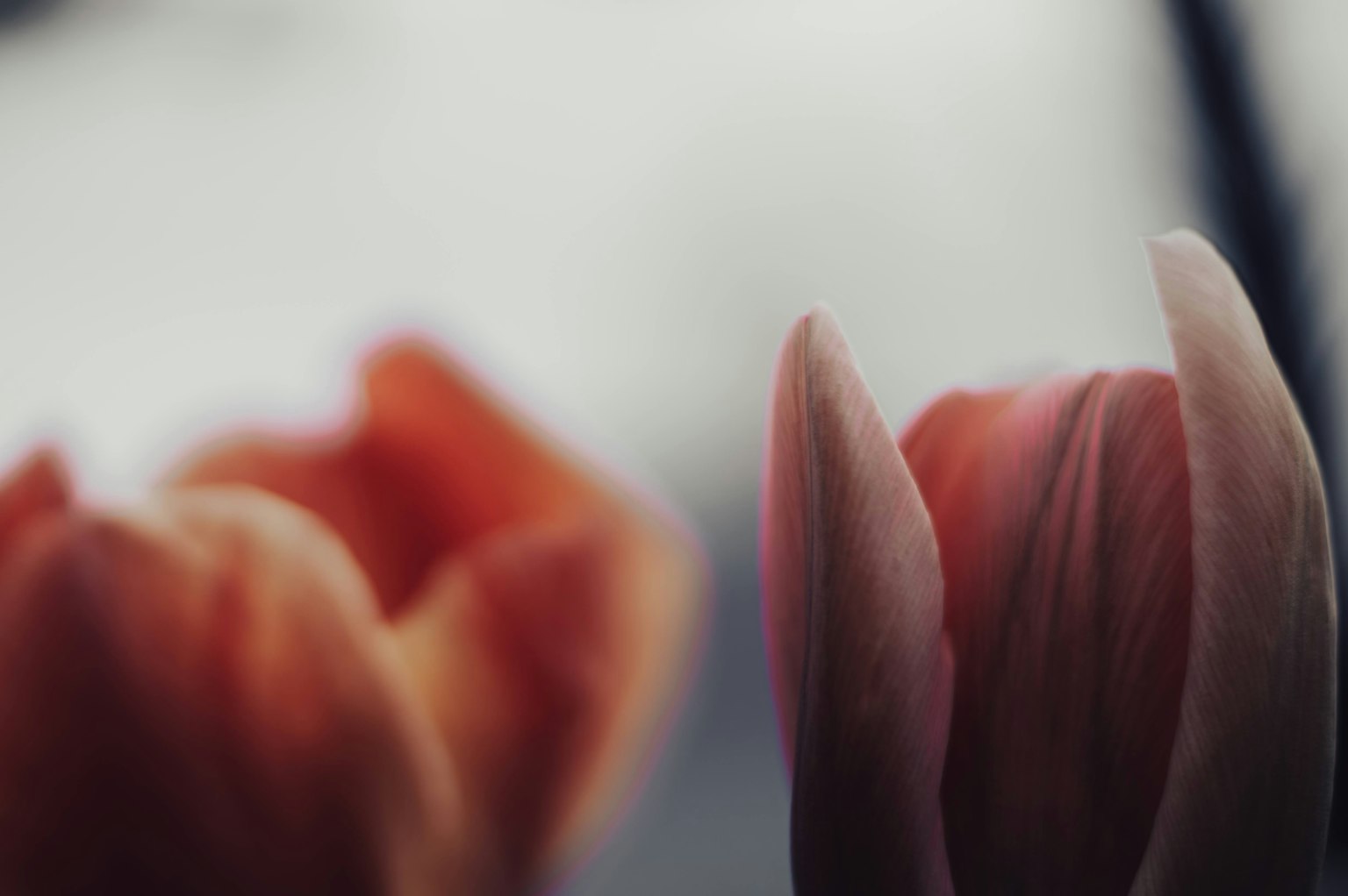 Weiche, farbige Tulpenblätter lehnen sich aneinander