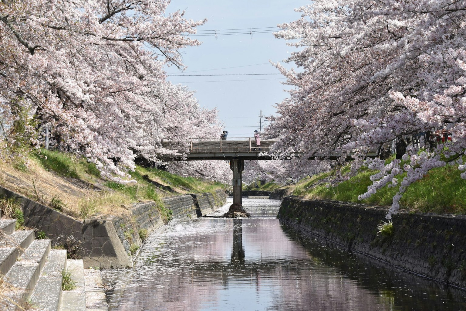 Pemandangan indah pohon sakura di sepanjang sungai dengan jembatan