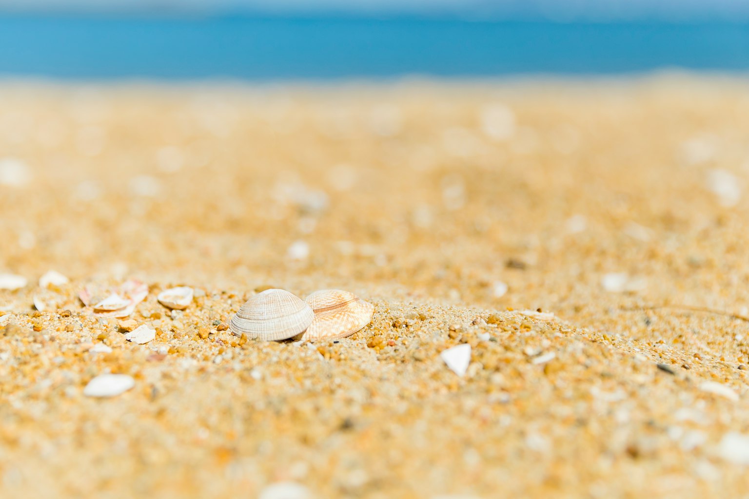 Close-up of seashells and fine sand on a beach