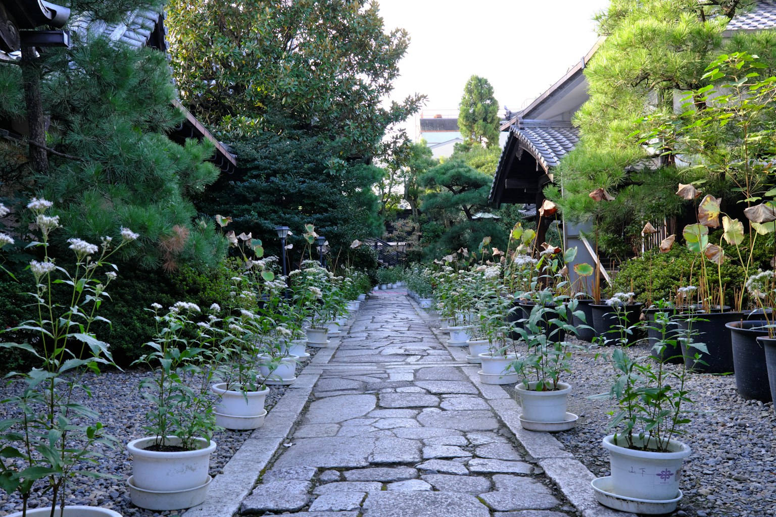 Una scena di giardino sereno con un sentiero di pietra fiancheggiato da piante fiorite bianche in vasi