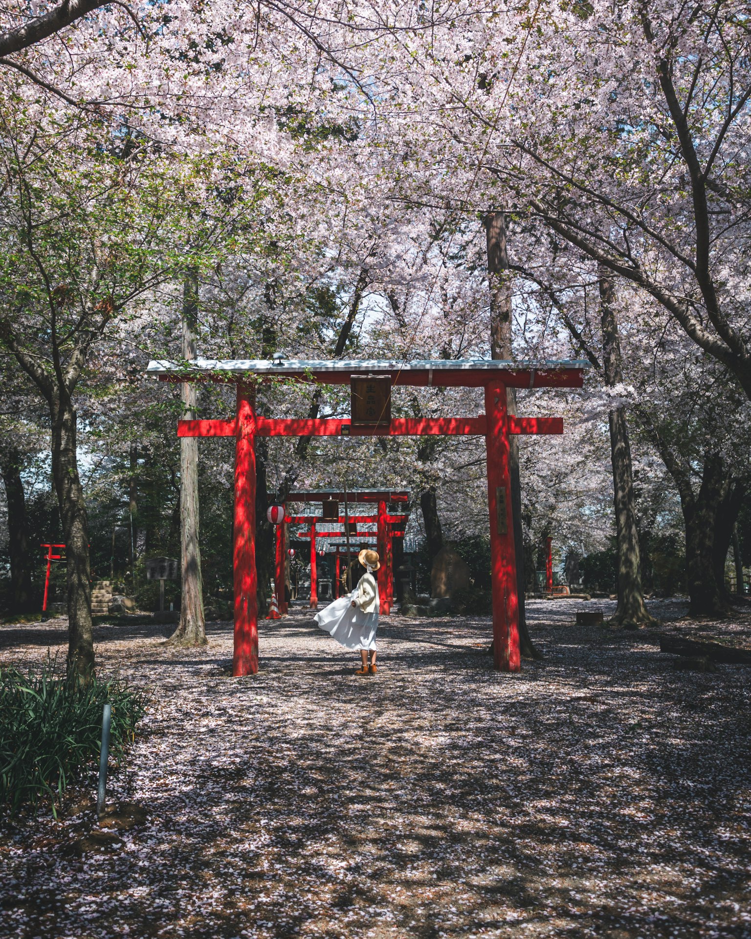 A woman walking on a path lined with red torii gates under cherry blossom trees