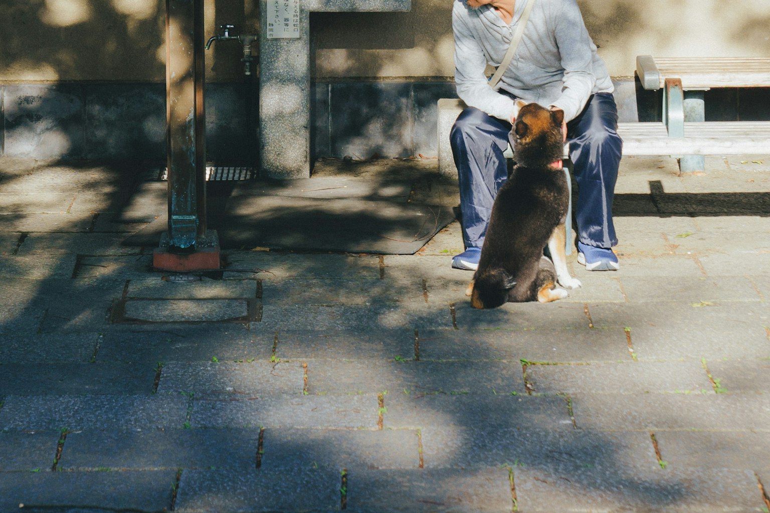 Ein Mann sitzt auf einer Bank und interagiert mit einem Hund