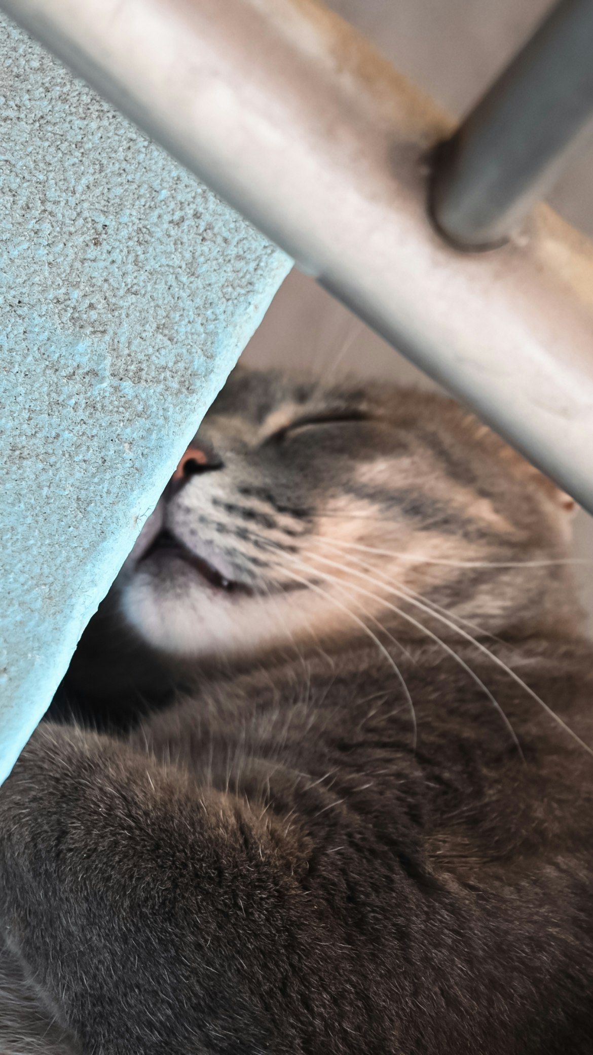 猫の横顔が壁の隙間から見える