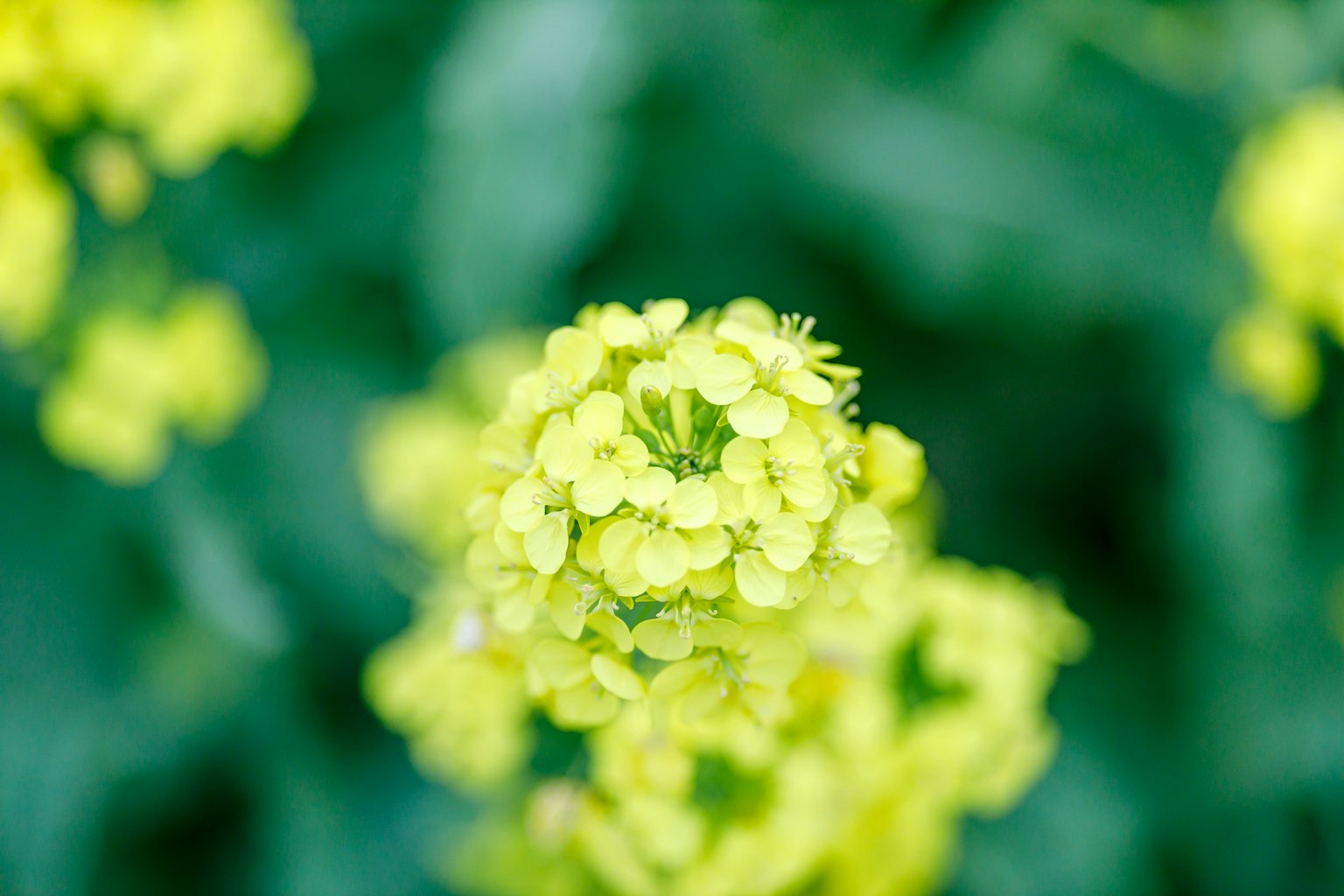 Nahaufnahme von lebhaften gelben Blumen mit grünem Hintergrund