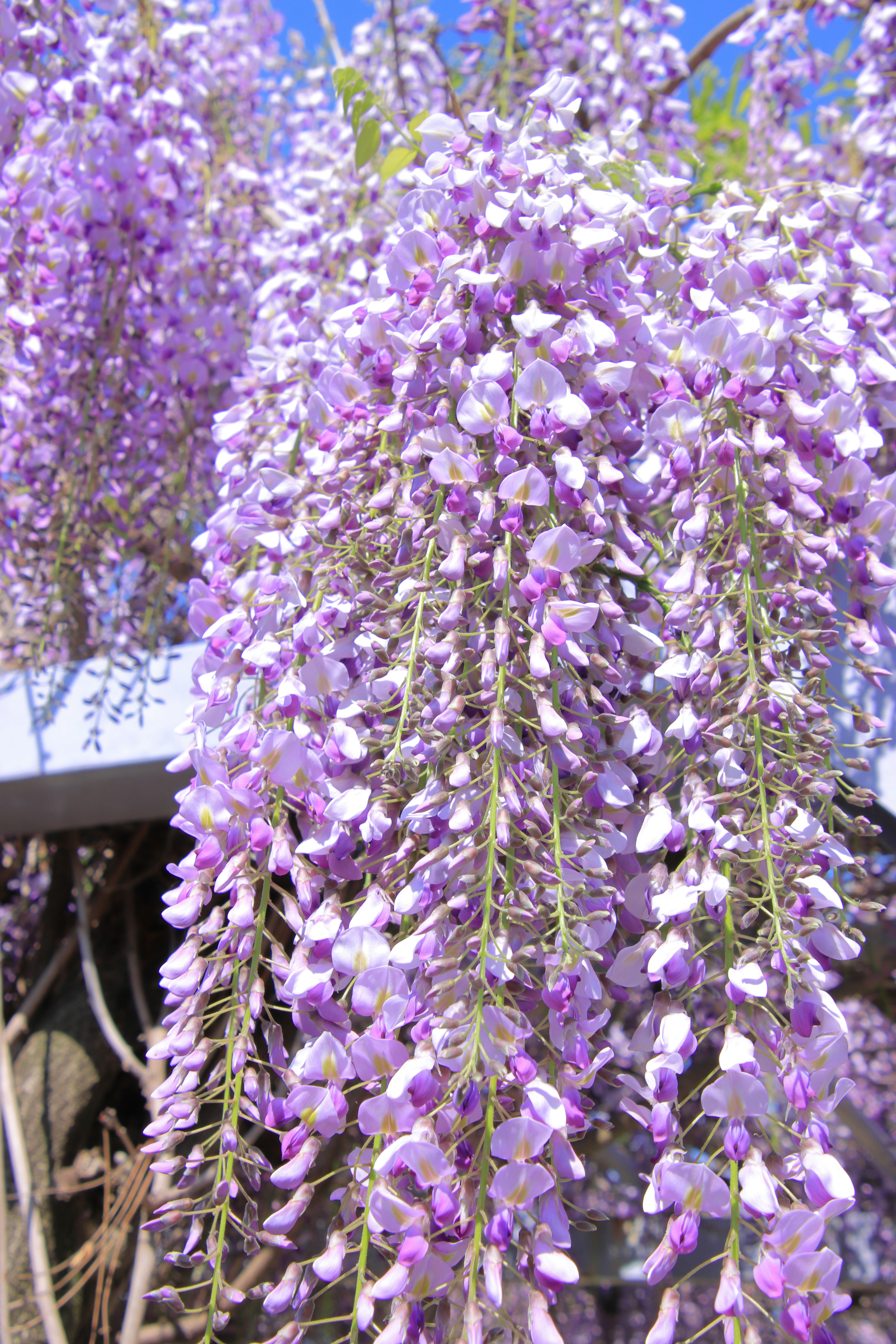 紫藤花串随风摇曳的花枝
