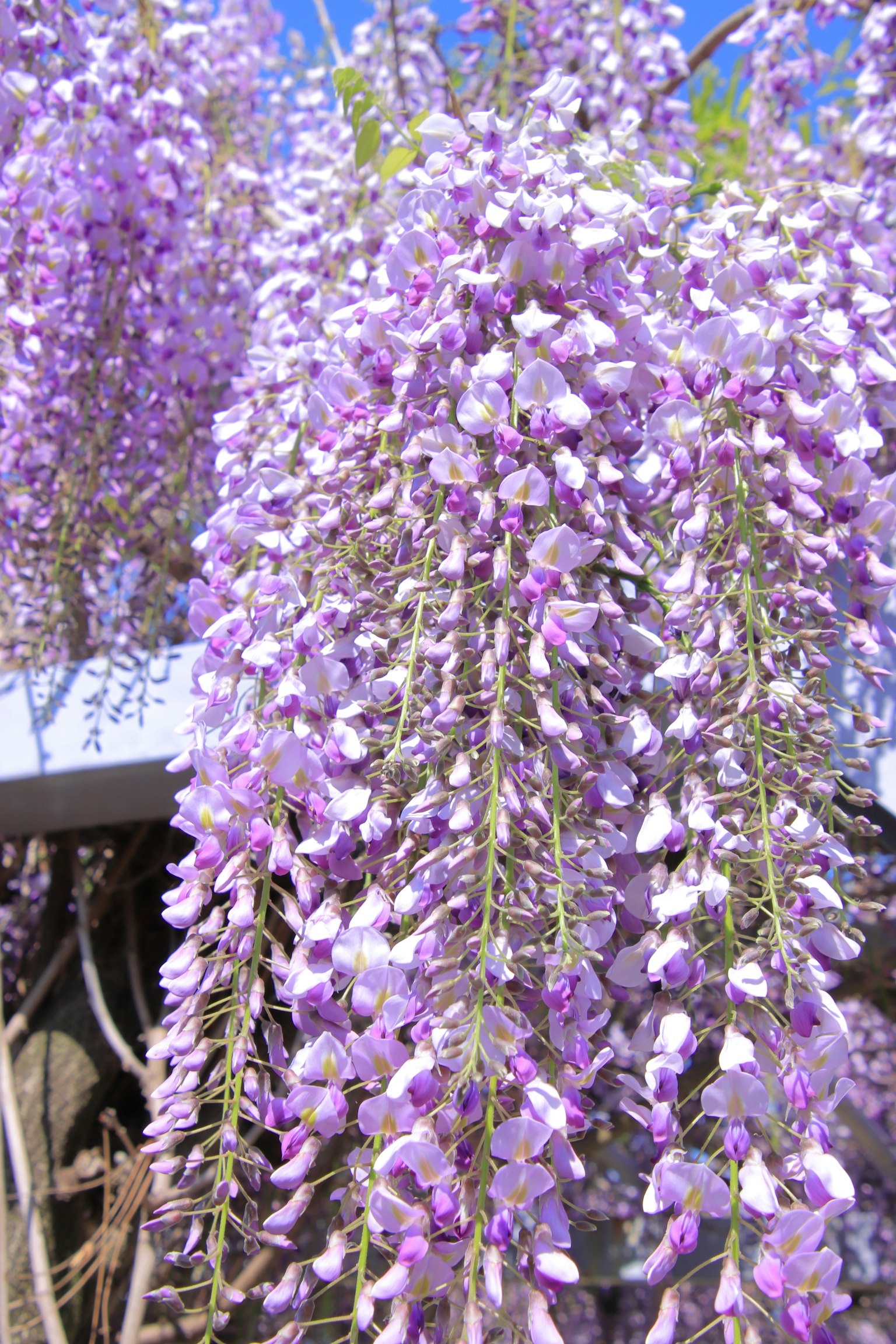 Belle fioritura di glicine viola