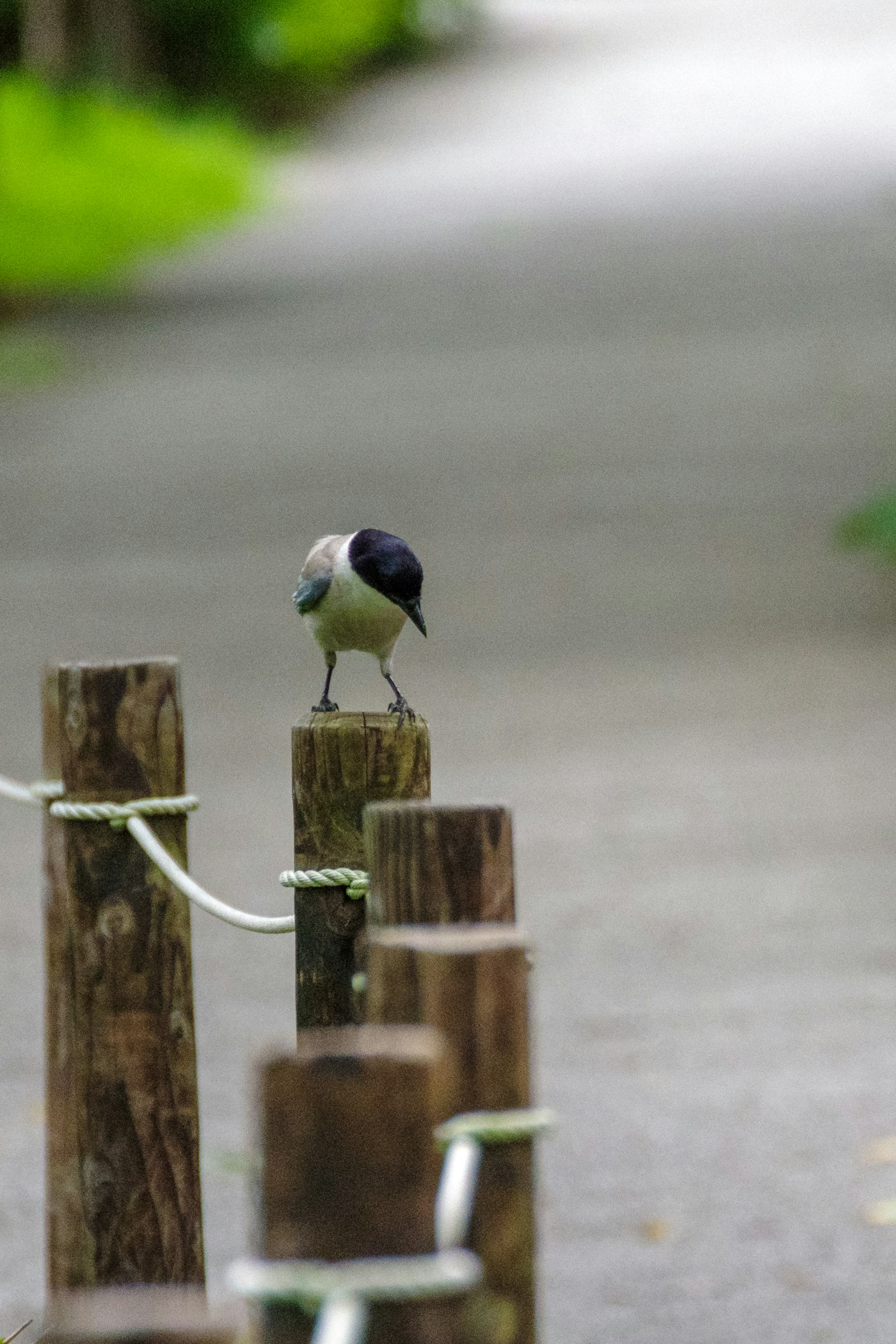 Un uccello in piedi su un palo lungo un sentiero circondato da vegetazione