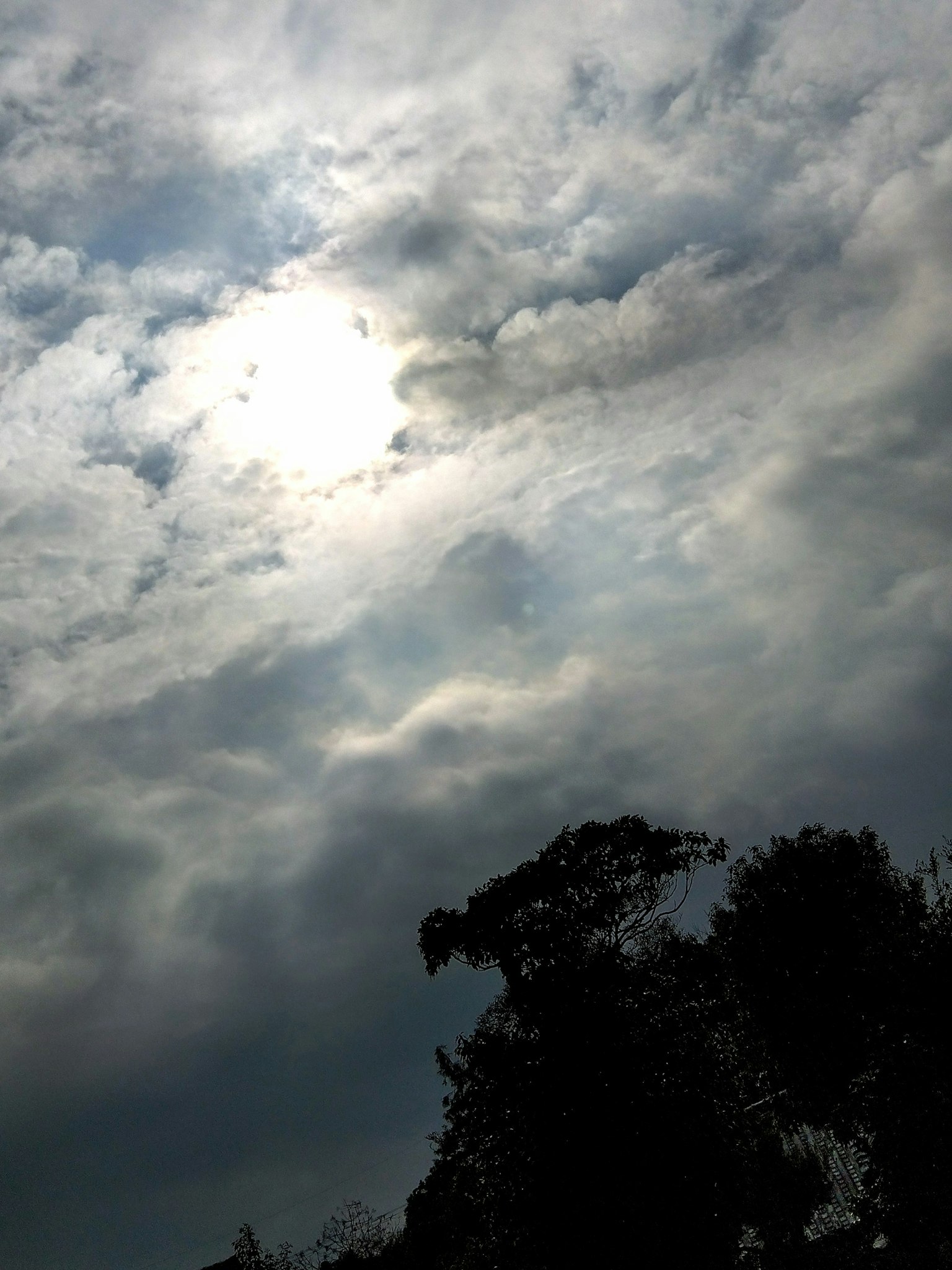 Siluet pohon di bawah langit mendung dengan matahari yang tersembunyi
