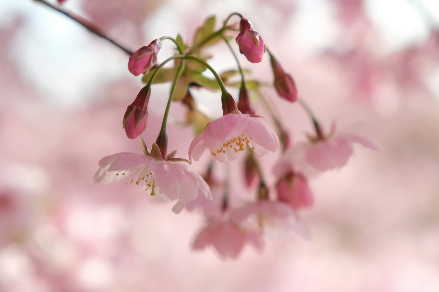 Kirschblüten in voller Blüte zarte rosa Blütenblätter mit verschwommenem rosa Hintergrund
