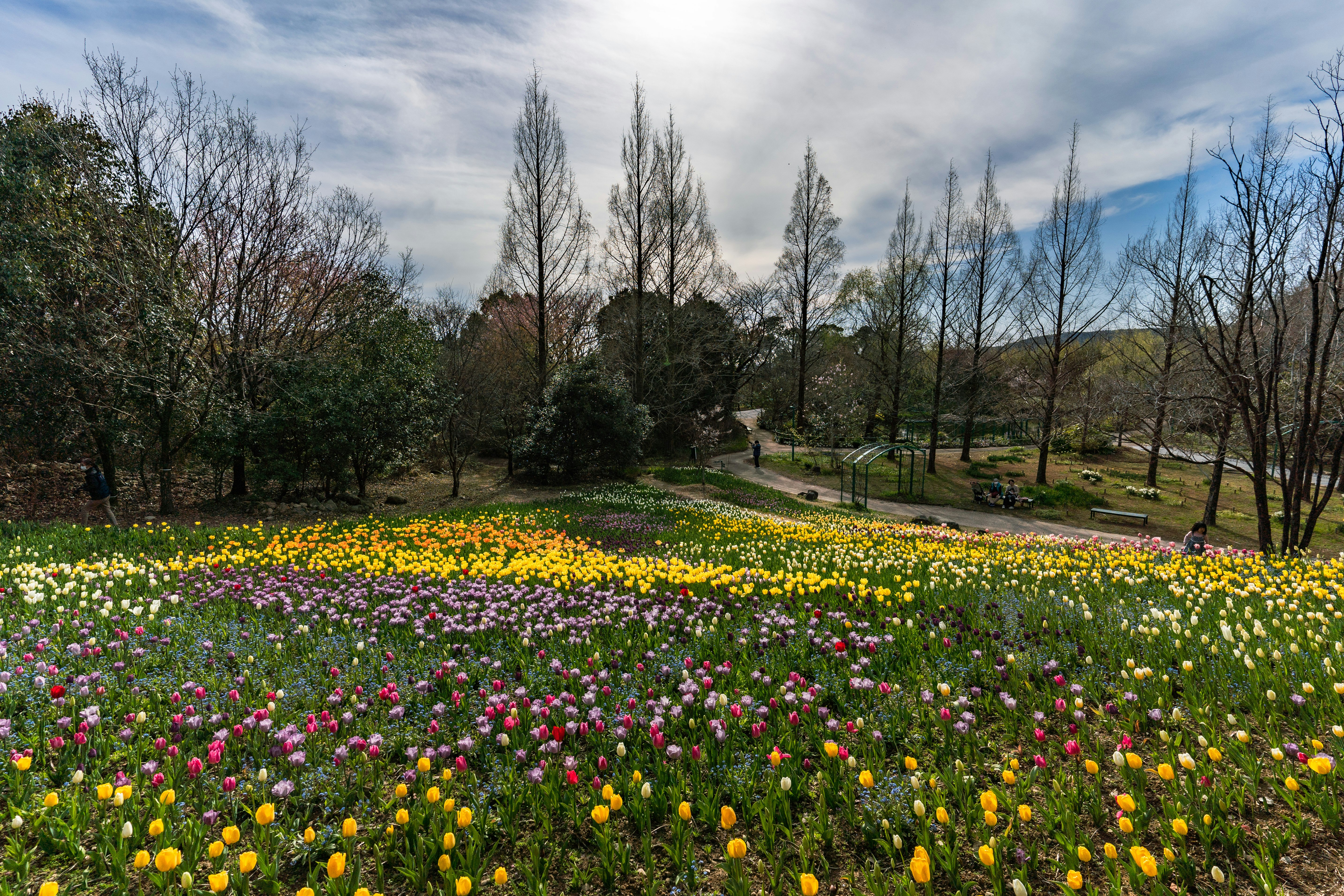 花畑と並木のある公園の春景色