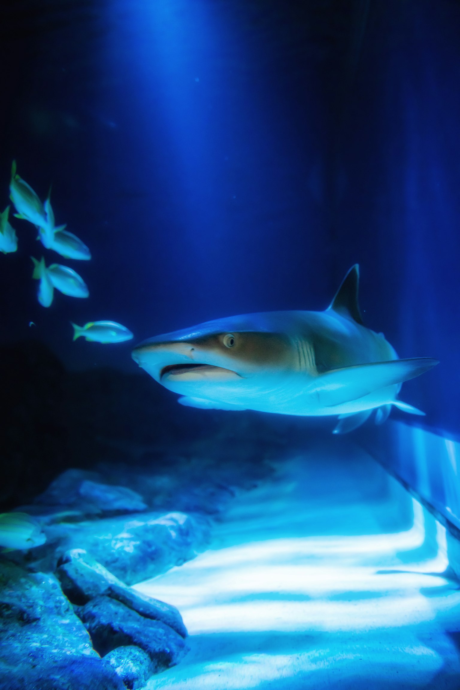 Escena submarina con un tiburón y peces pequeños nadando en luz azul
