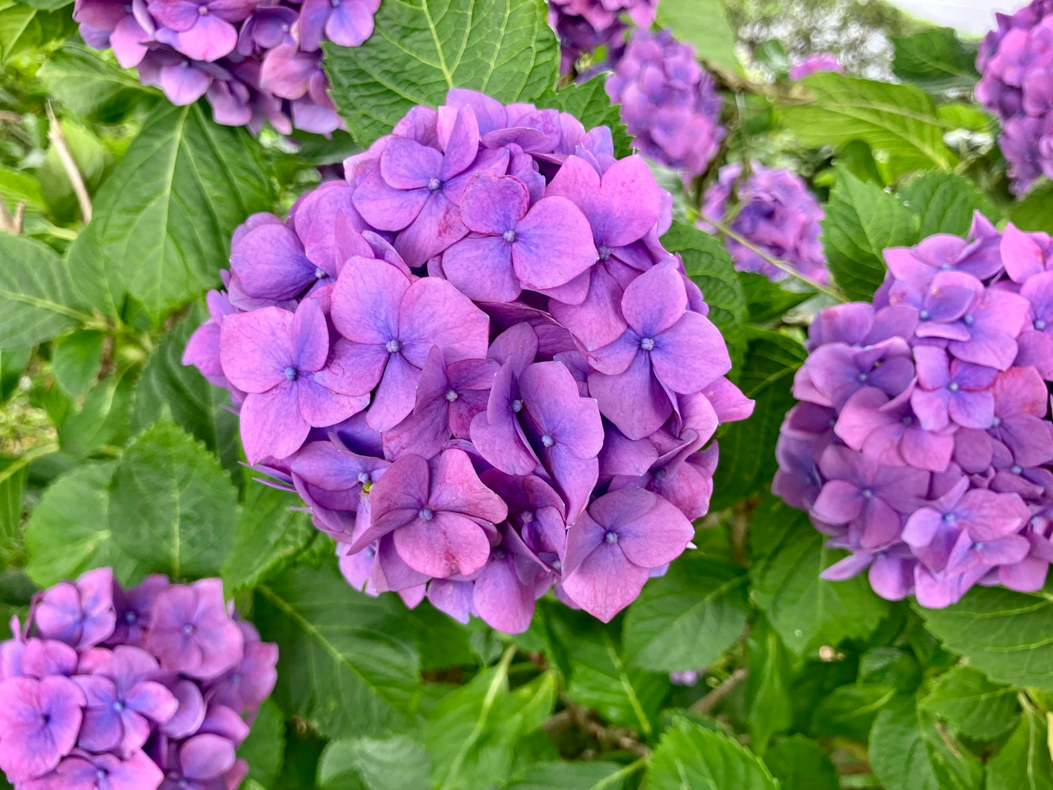 Fiori di ortensia viola con foglie verdi sullo sfondo