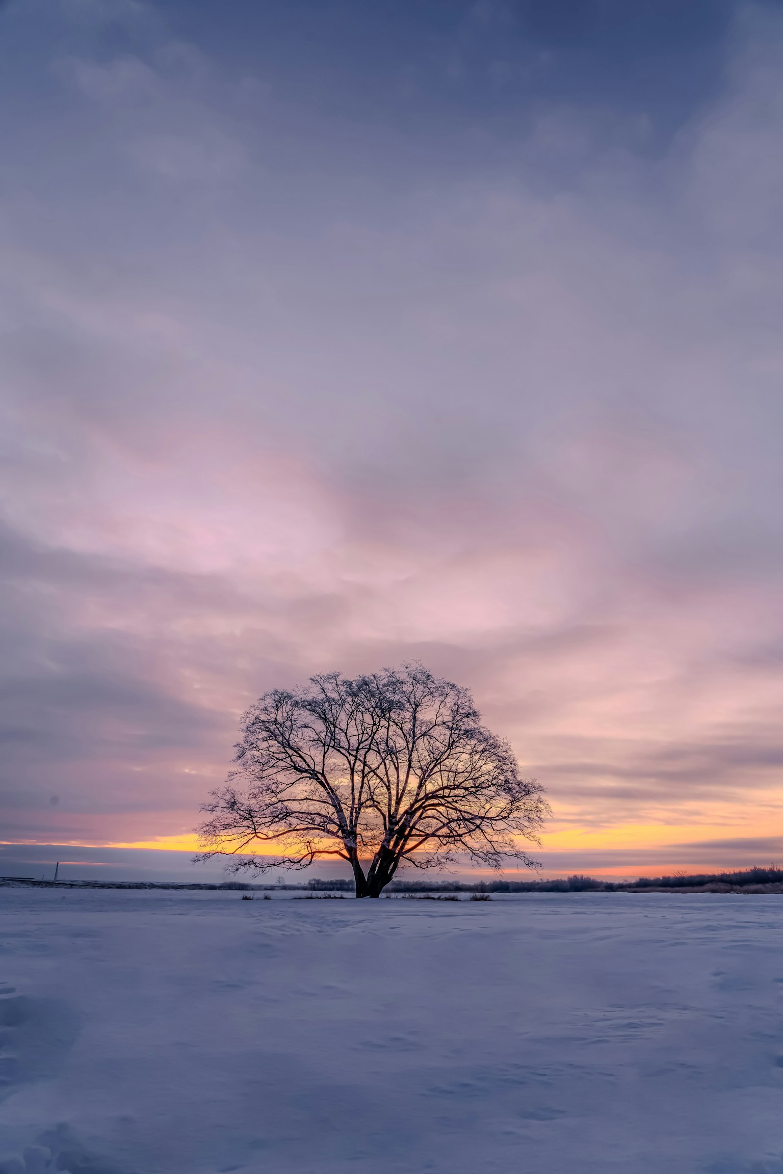Un arbre solitaire sur une plaine enneigée avec un coucher de soleil coloré