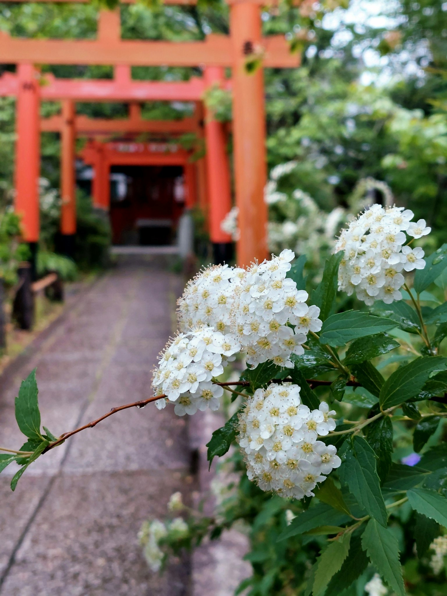 宁静的花园场景，白花和红色鸟居