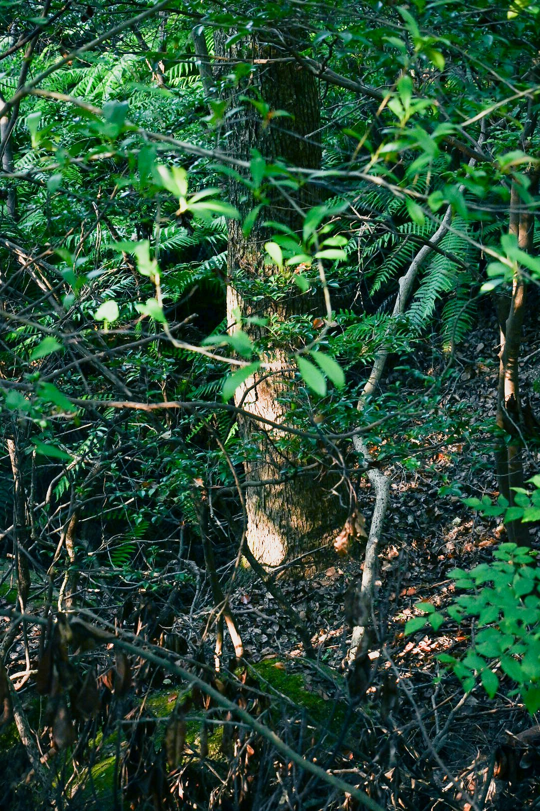 鬱蒼とした熱帯の森の下草と枝葉の風景