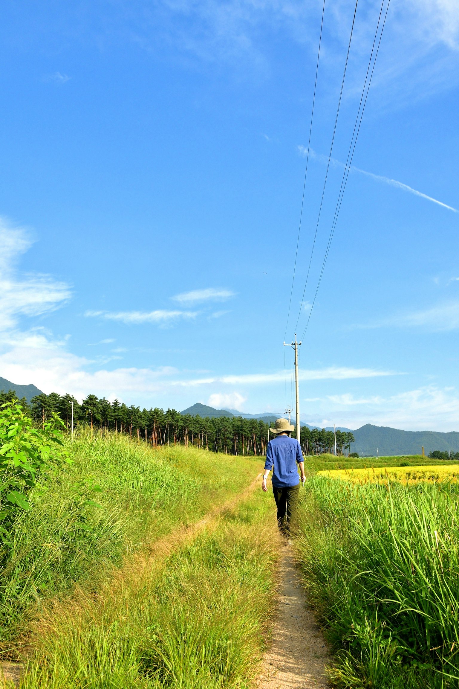 Orang berjalan di jalur melalui ladang hijau di bawah langit biru