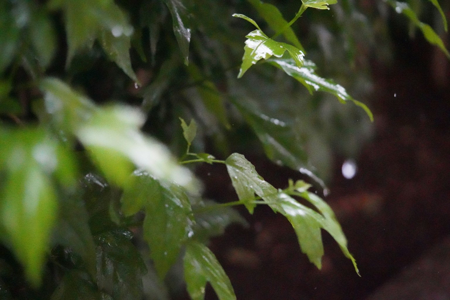 Green leaves wet from rain