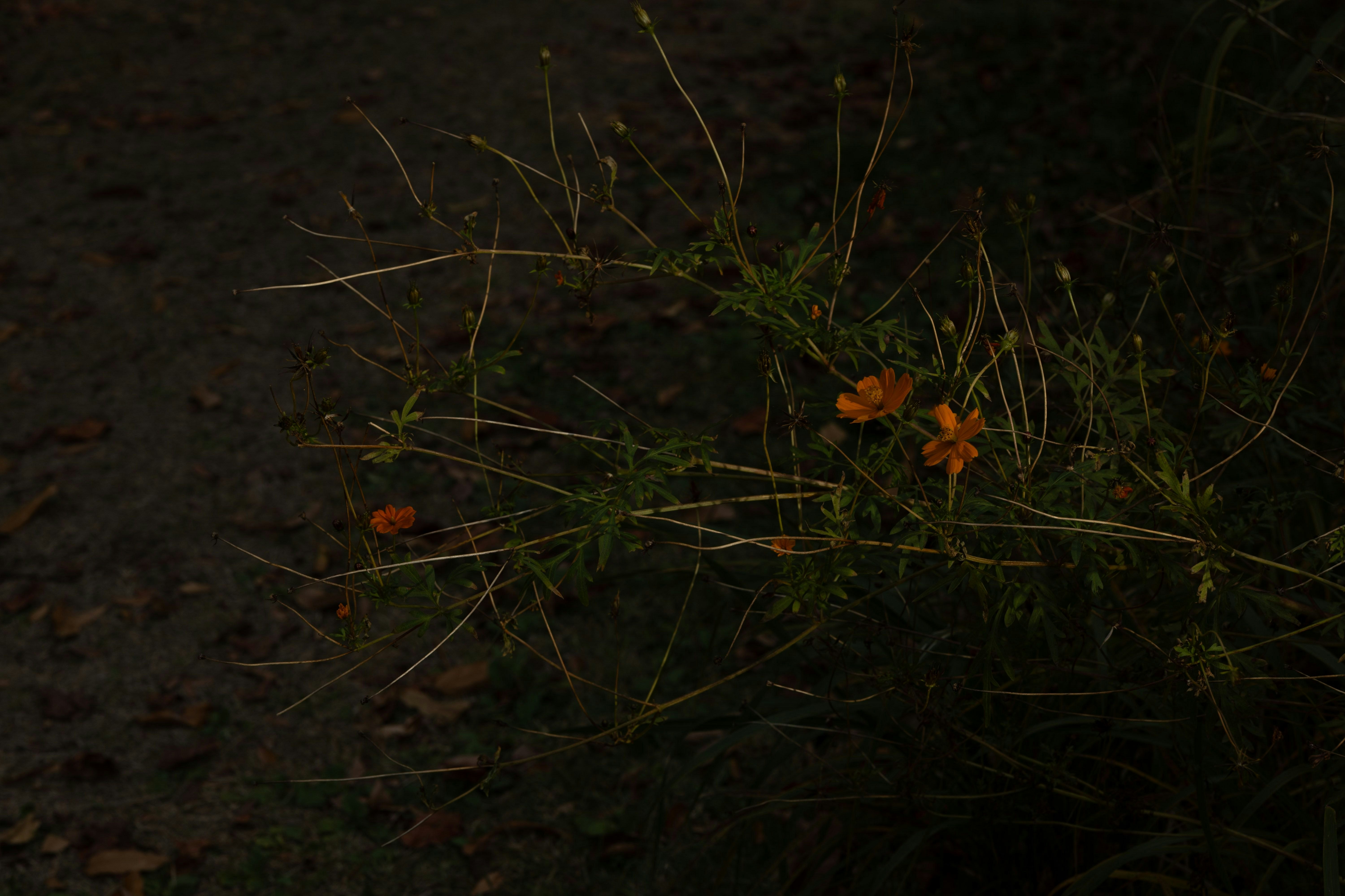 暗い土の上に咲く小さなオレンジの花