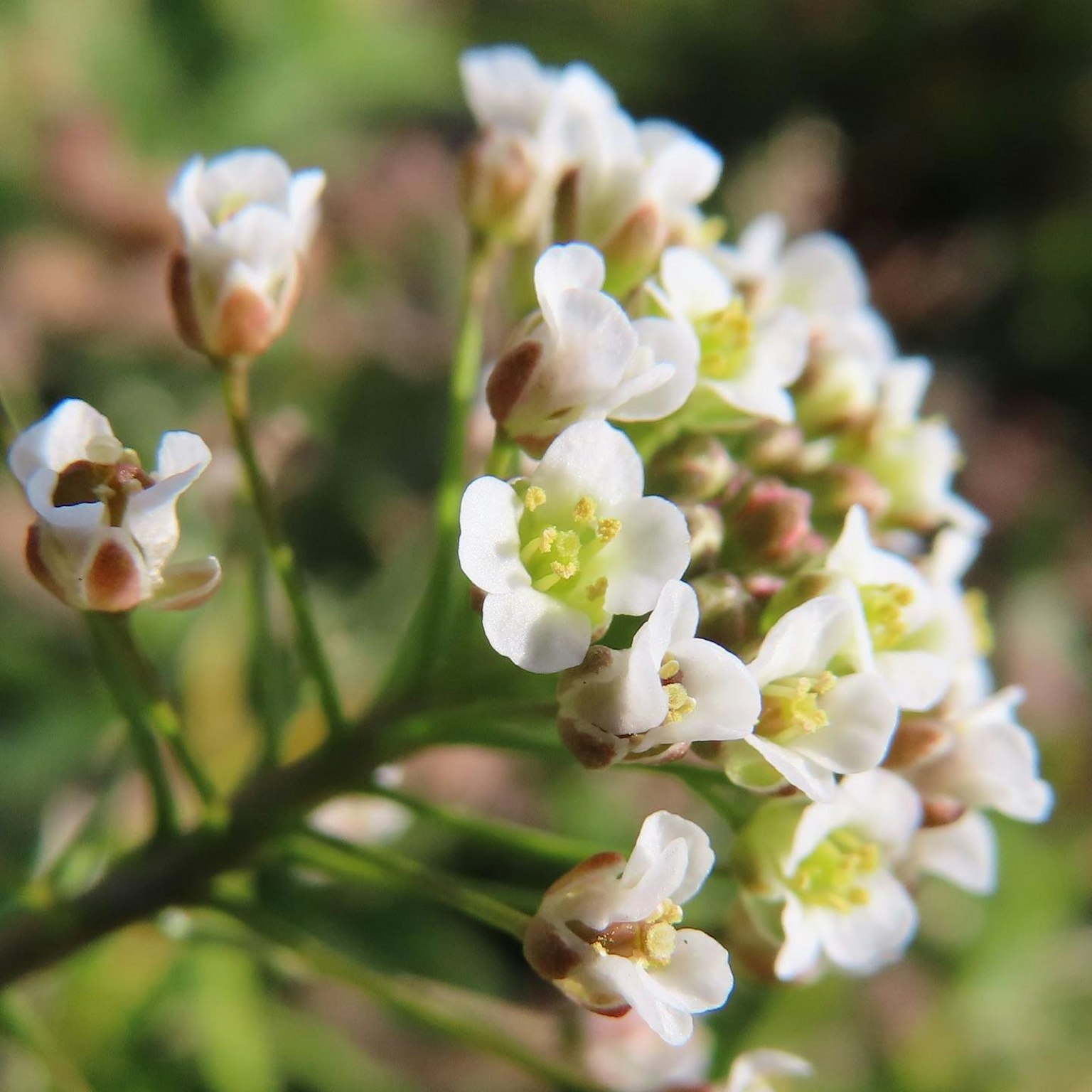 Gros plan de petites fleurs blanches sur une plante