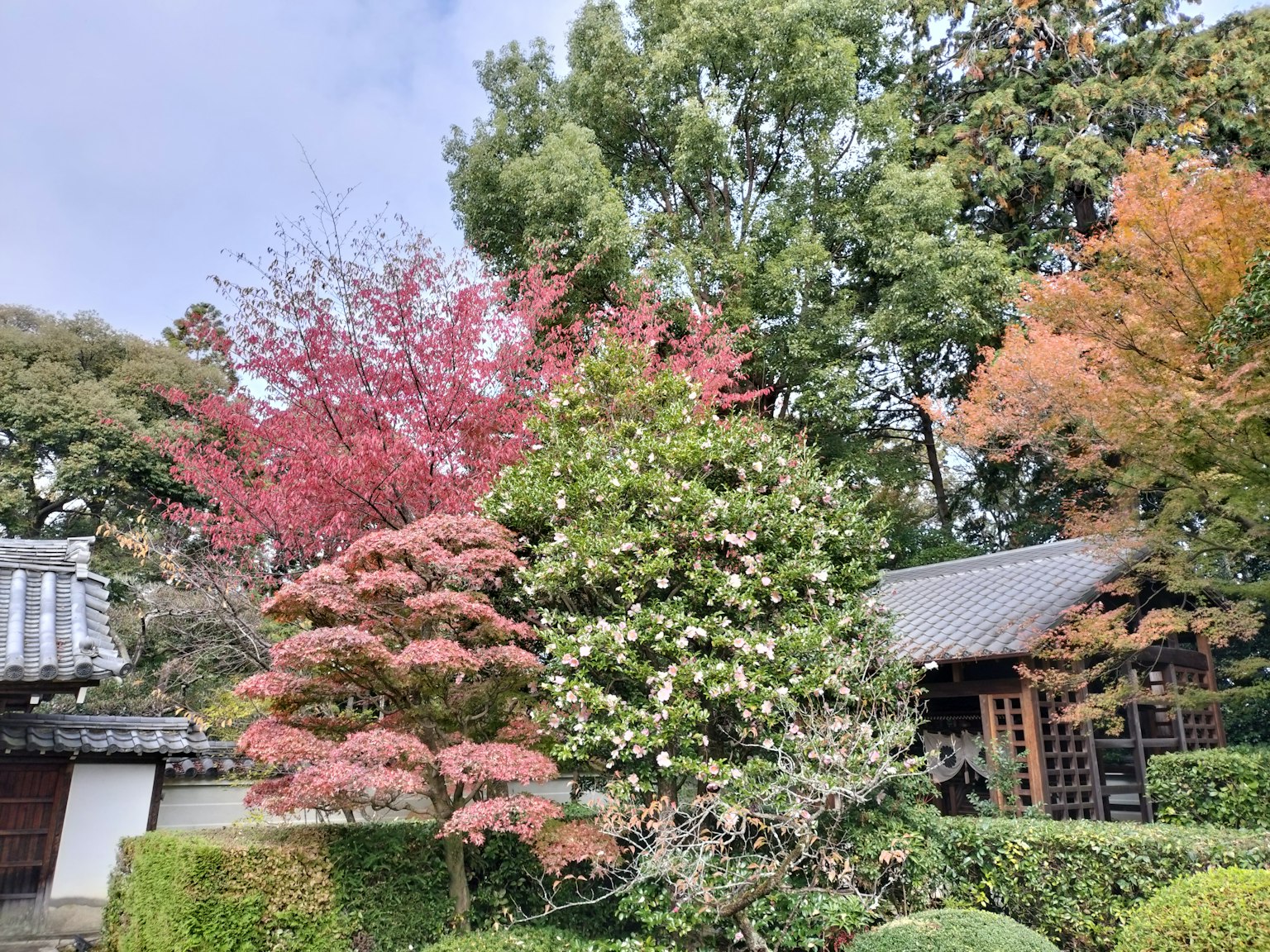 美麗花園中的五彩斑斕的樹木