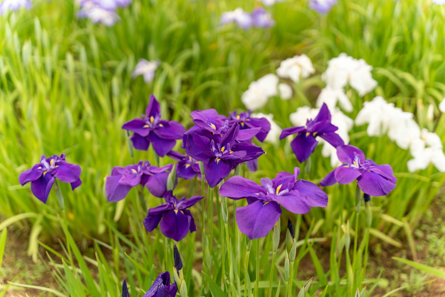Purple flowers and white flowers blooming in a green meadow